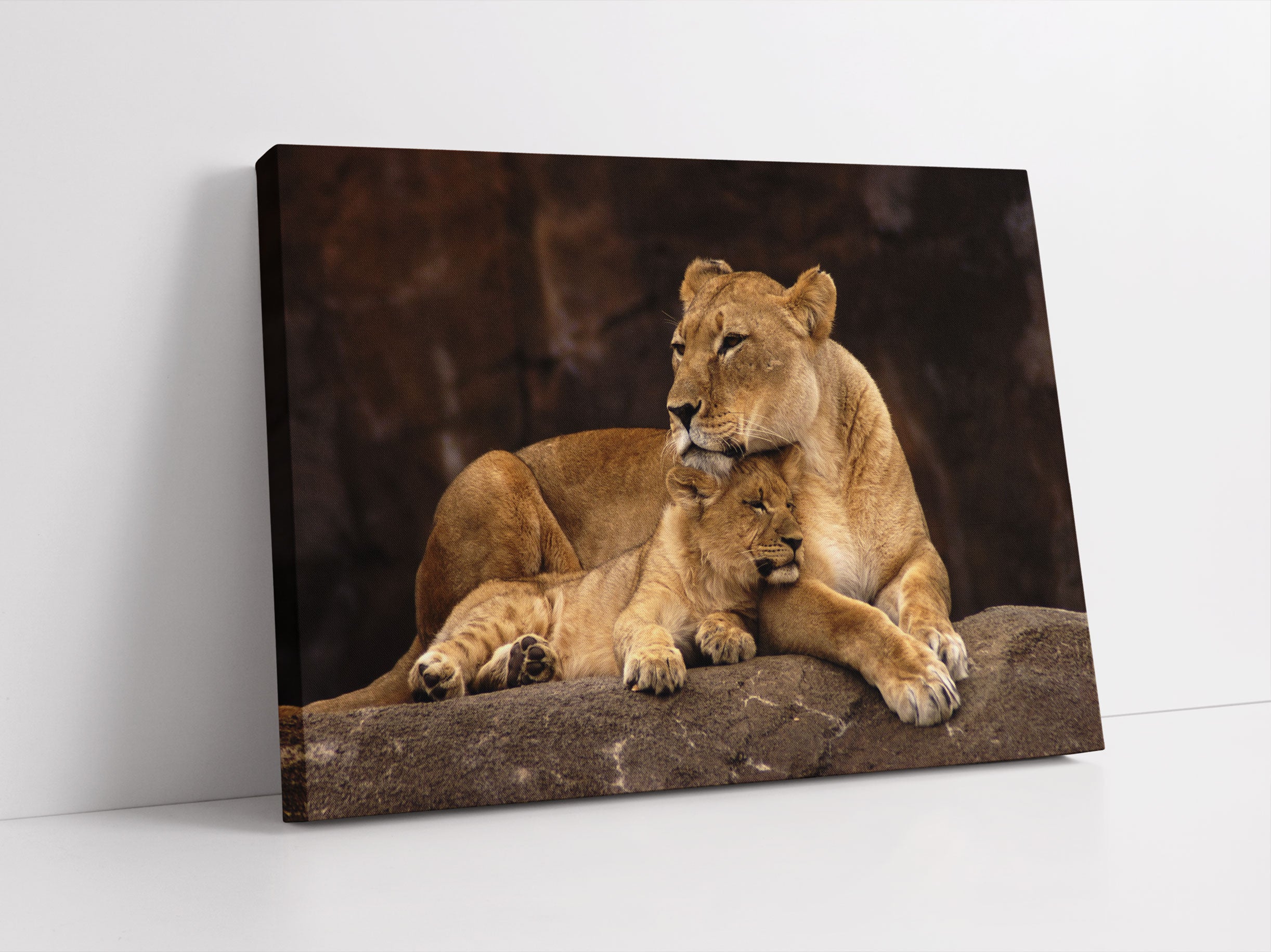 Löwe mit Löwenjungen Leinwandbild Studio