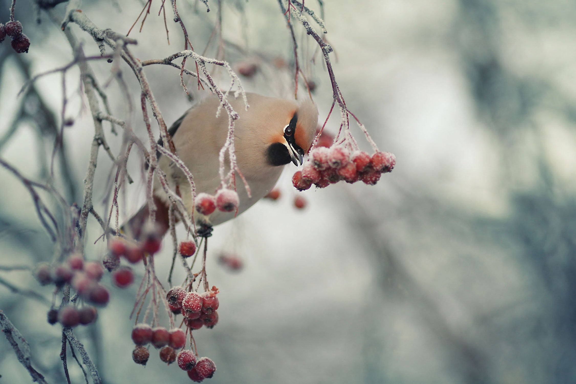 Kleiner Vogel im Vogelbeerbaum, Glasbild