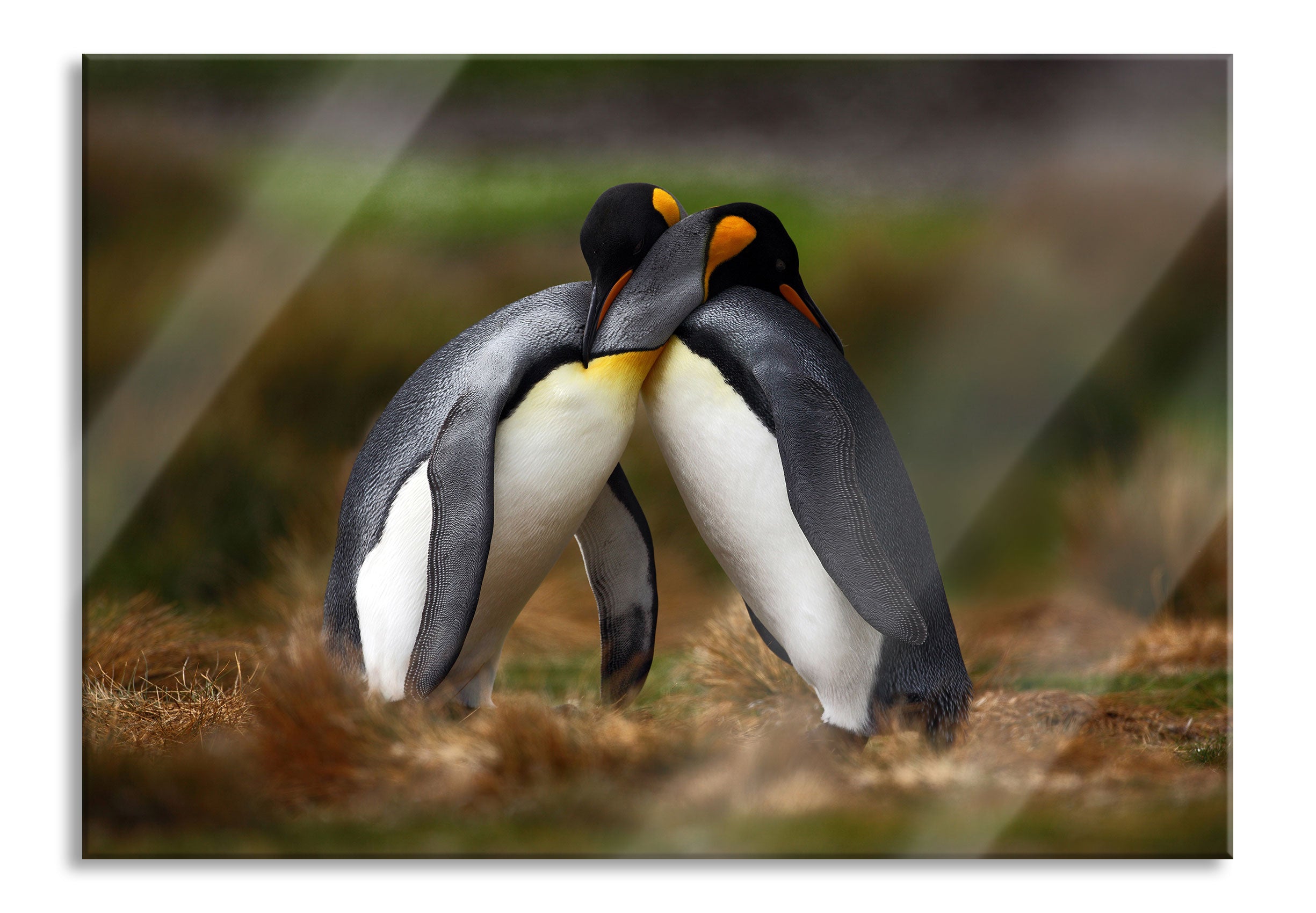 Pinguine in der Antarktis, Glasbild