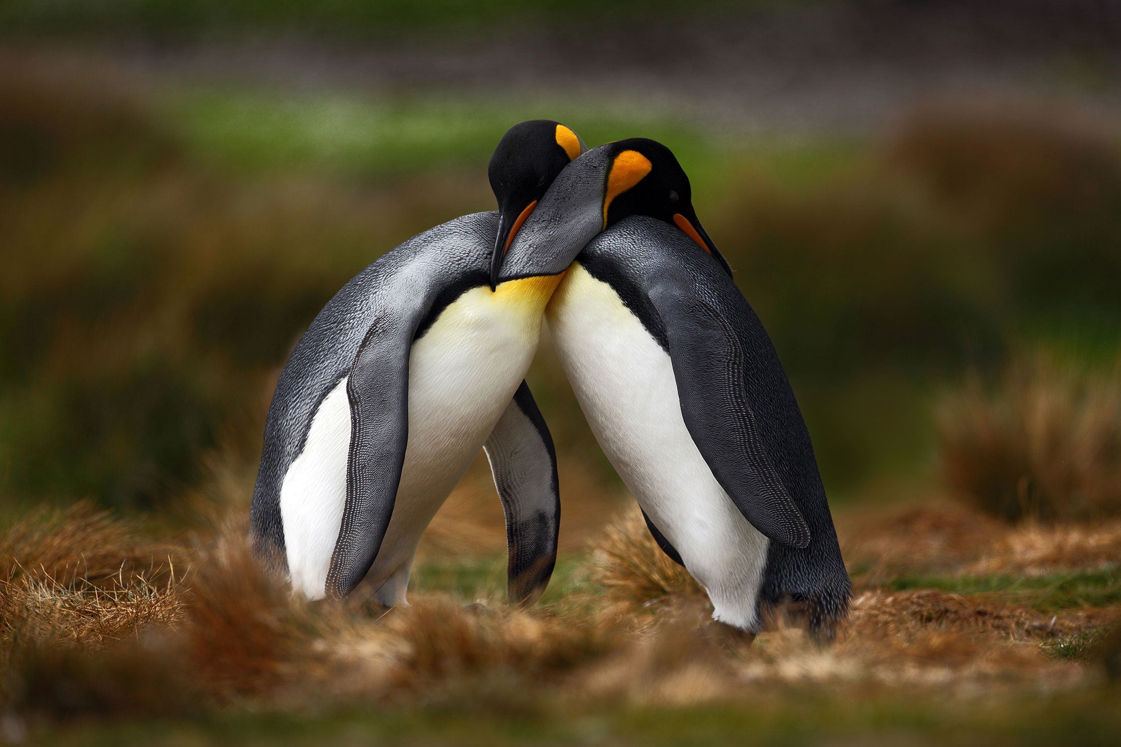 Pinguine in der Antarktis, Glasbild