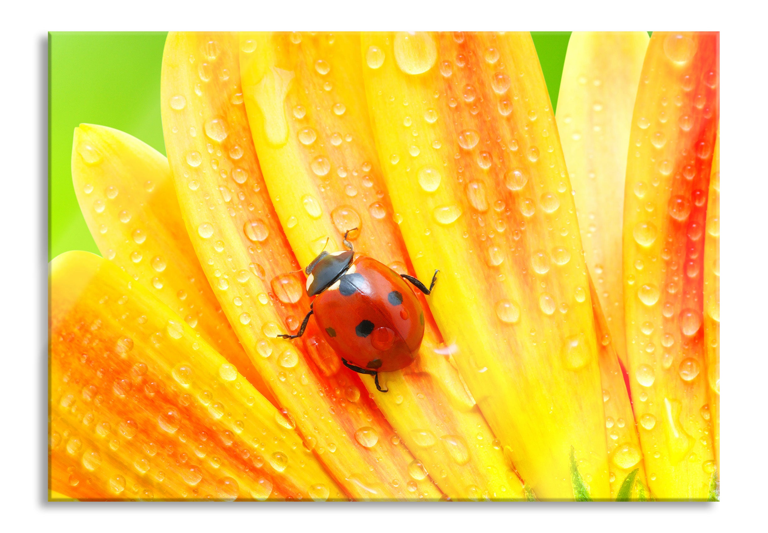 Marienkäfer auf gelber Blume, Glasbild