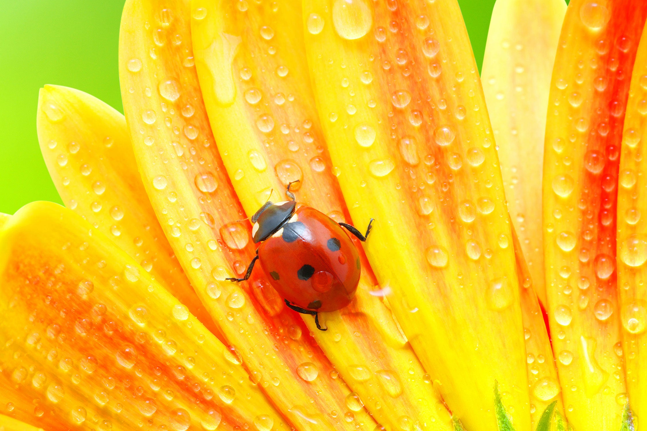 Marienkäfer auf gelber Blume, Glasbild