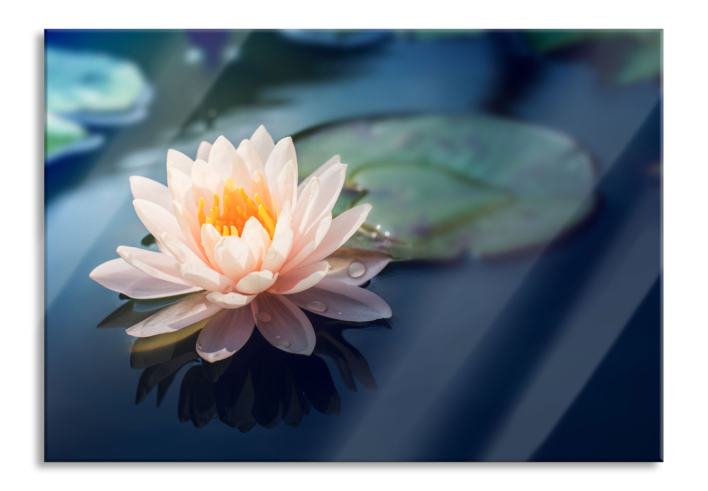 Eine rosa Lotusblume in Teich, Glasbild