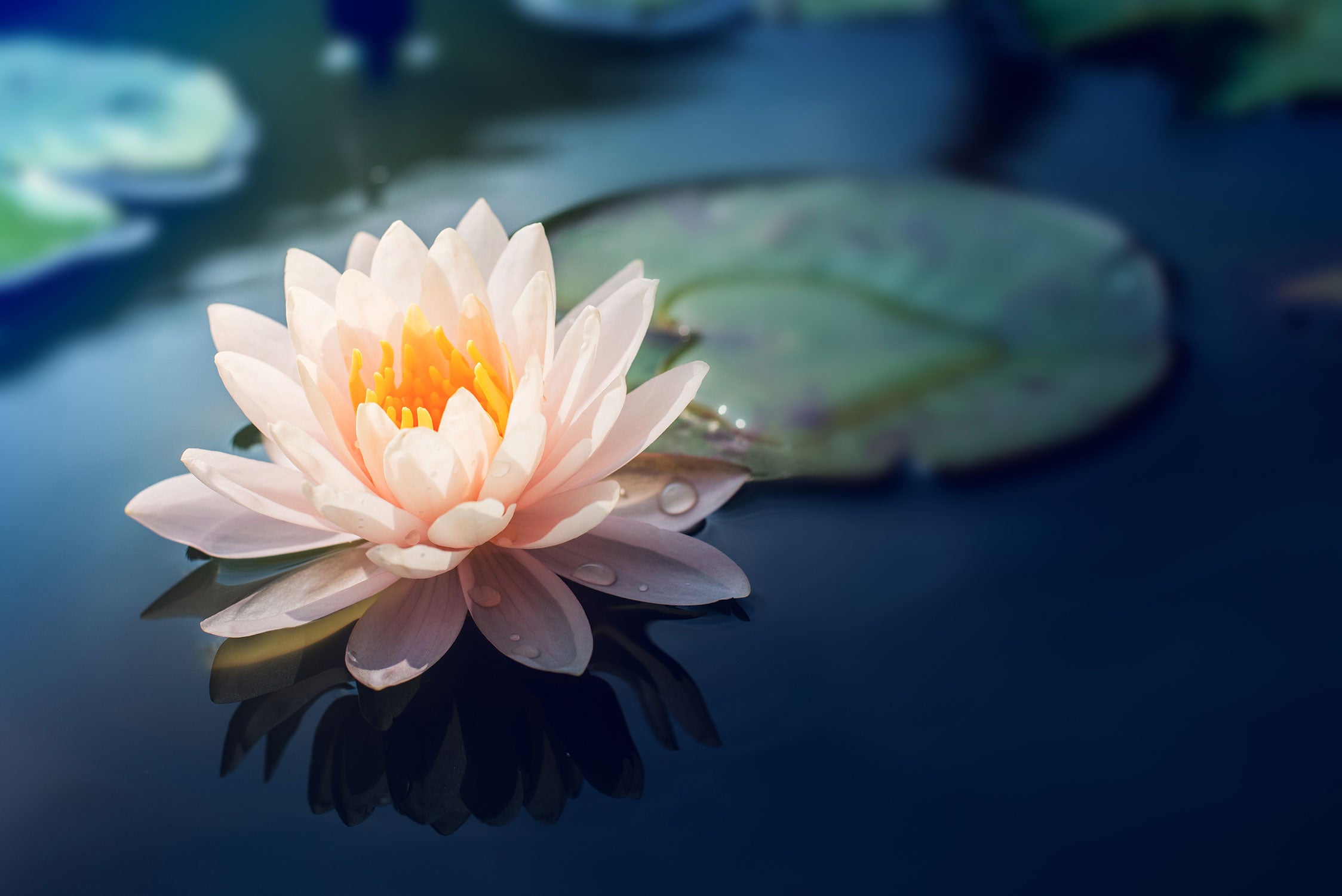 Eine rosa Lotusblume in Teich, Glasbild