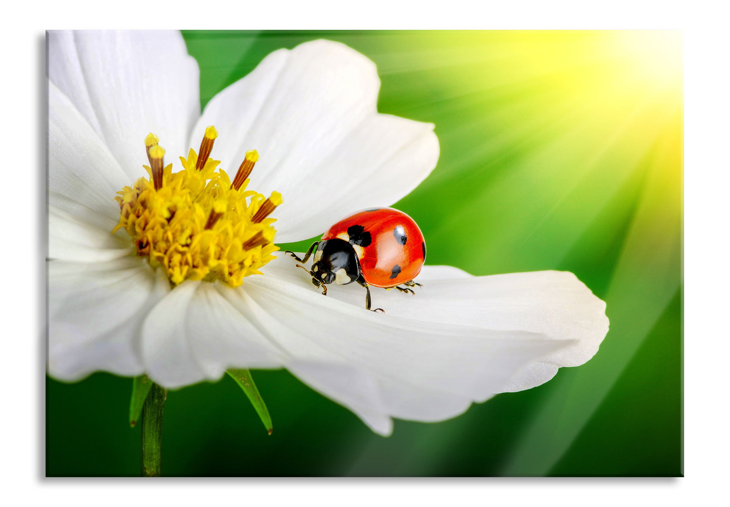 Marienkäfer auf einer weißen Blume, Glasbild