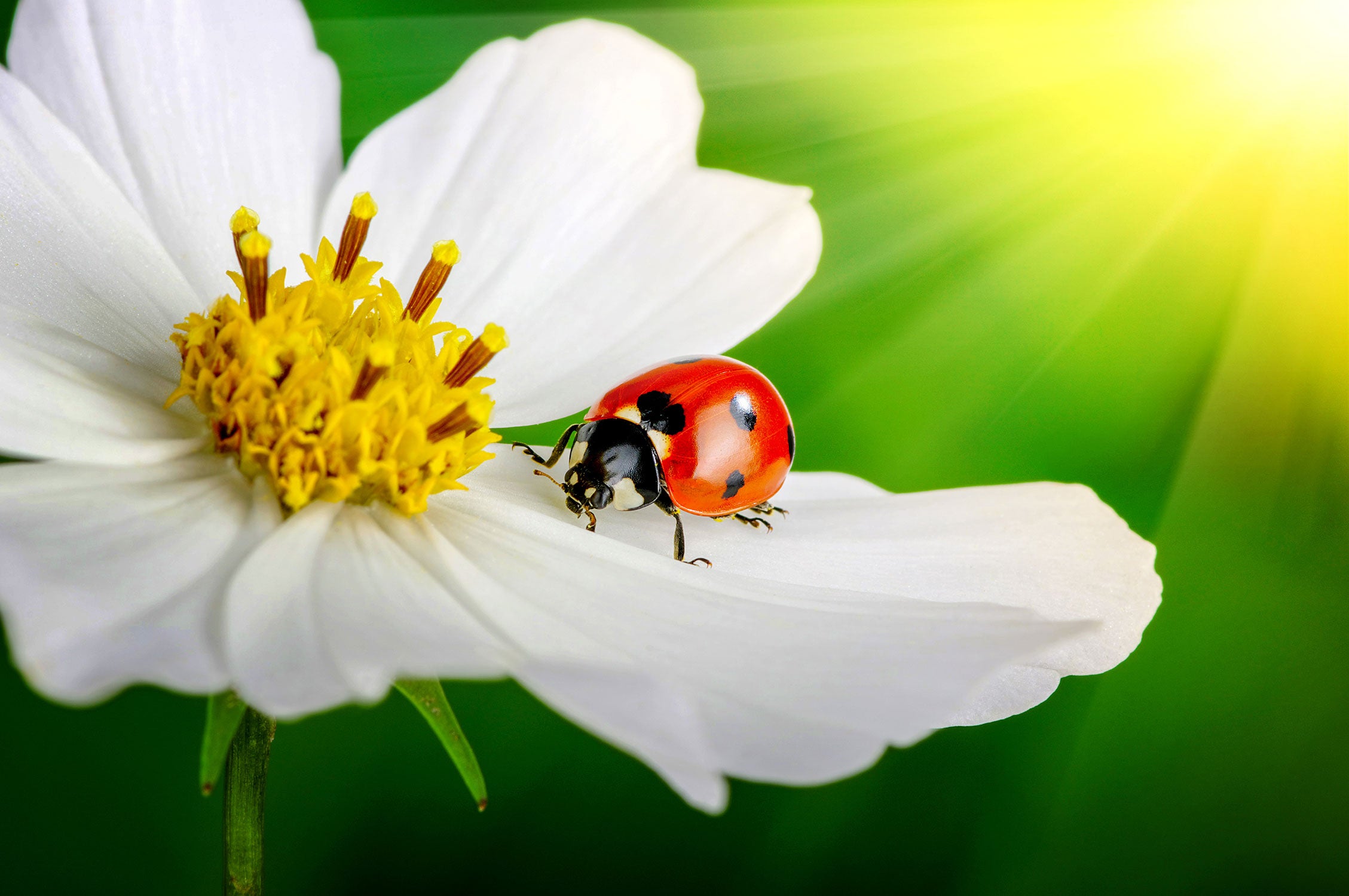 Marienkäfer auf einer weißen Blume, Glasbild
