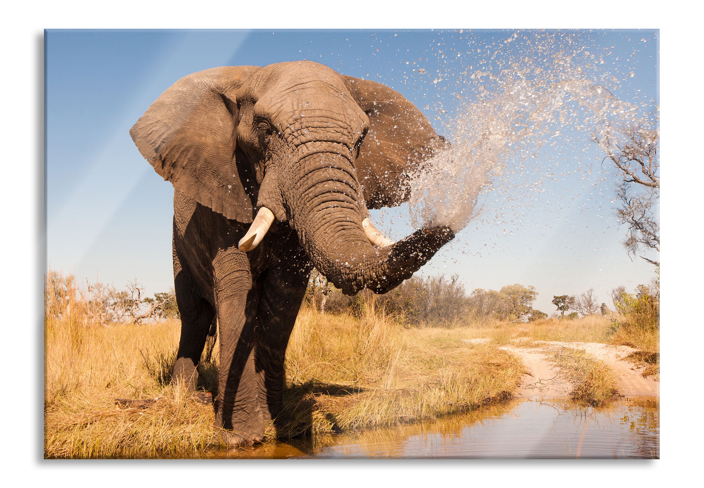 schöner Elefant spritzt mit Wasser, Glasbild