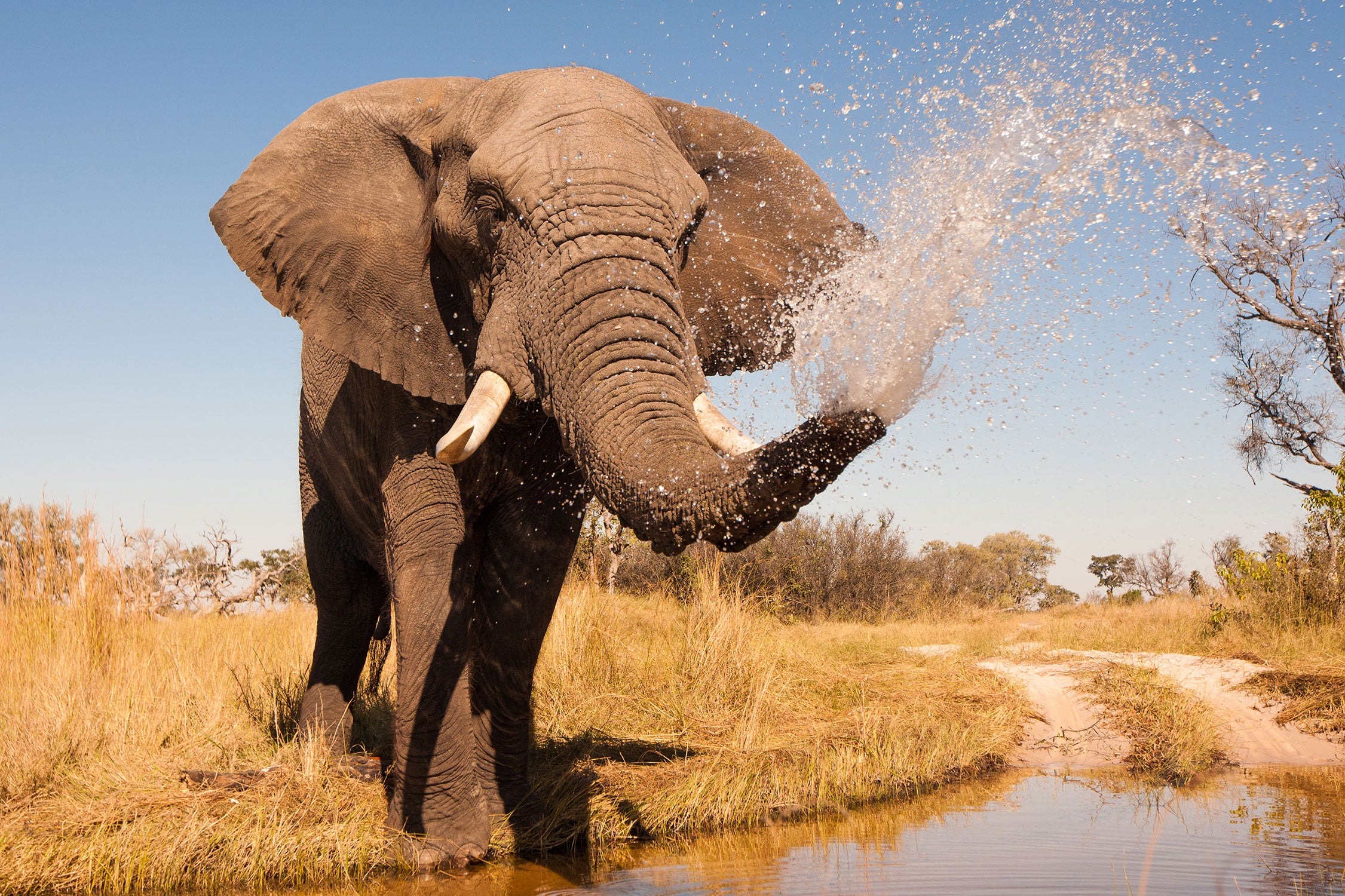 schöner Elefant spritzt mit Wasser, Glasbild