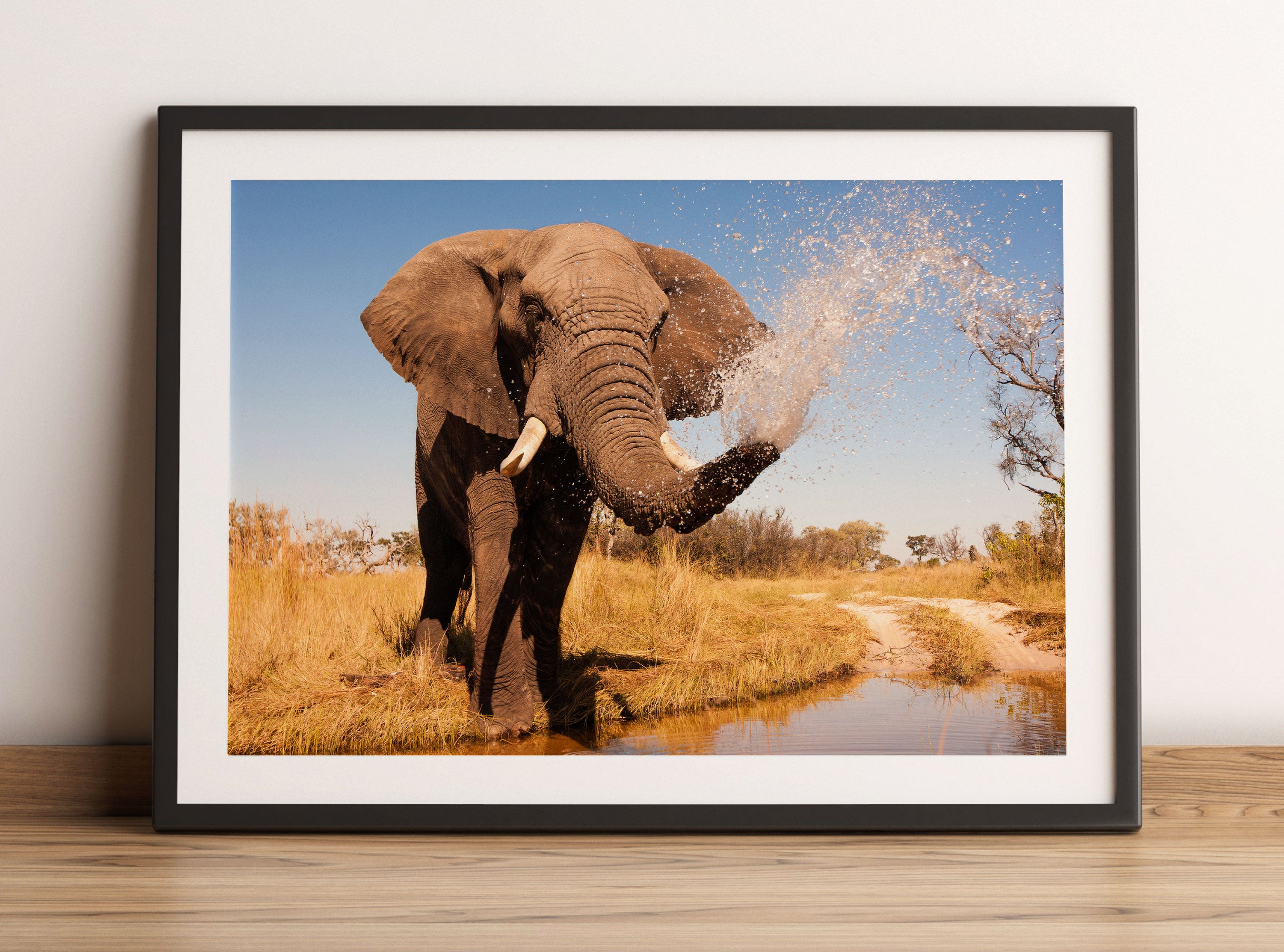 schöner Elefant spritzt mit Wasser, Gerahmtes Bild