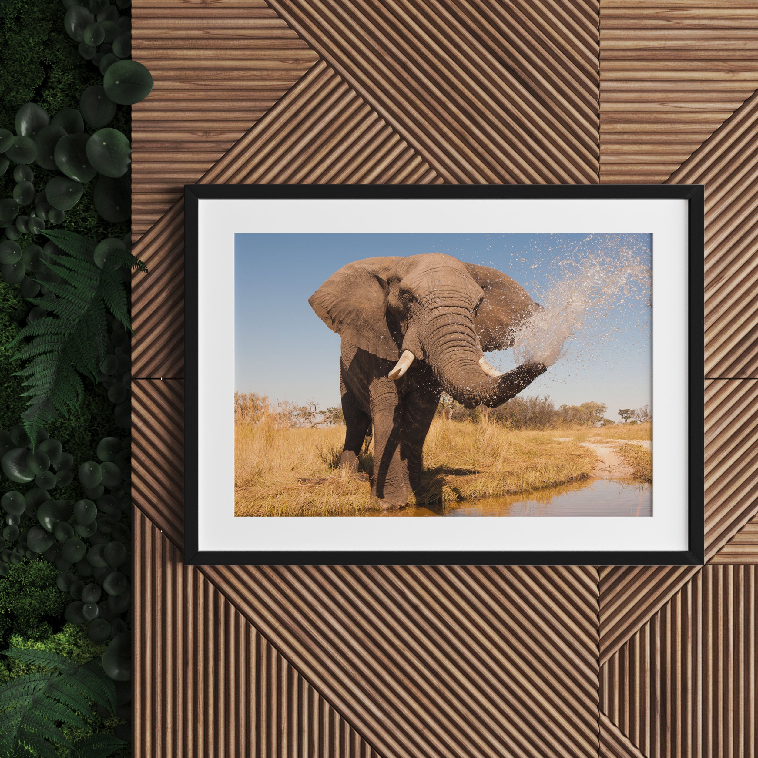 schöner Elefant spritzt mit Wasser, Gerahmtes Bild