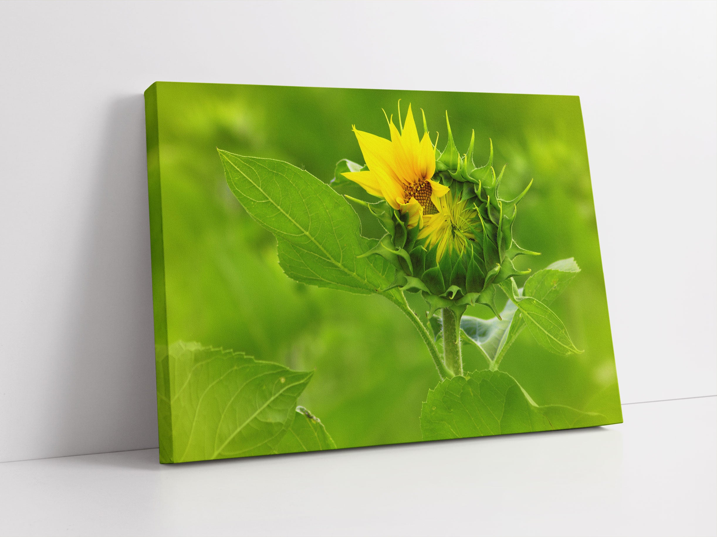 Aufblühende Sonnenblume Leinwandbild Studio