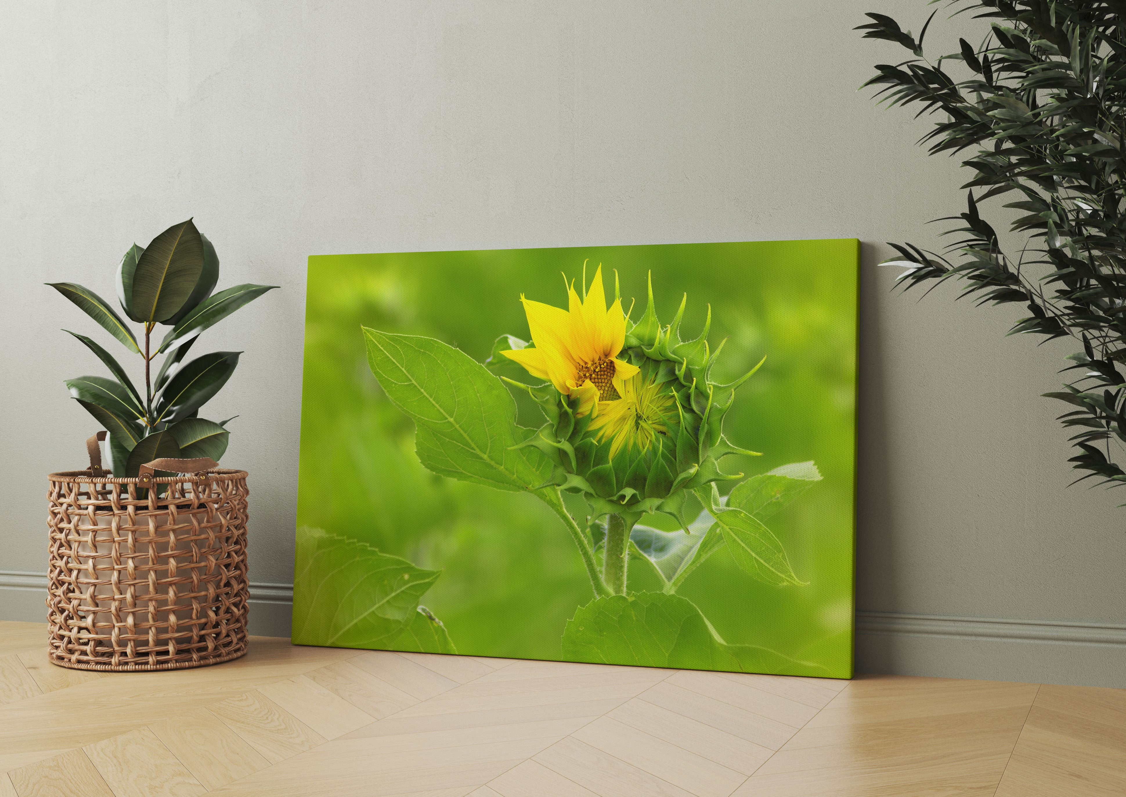 Aufblühende Sonnenblume Leinwandbild Wohnzimmer