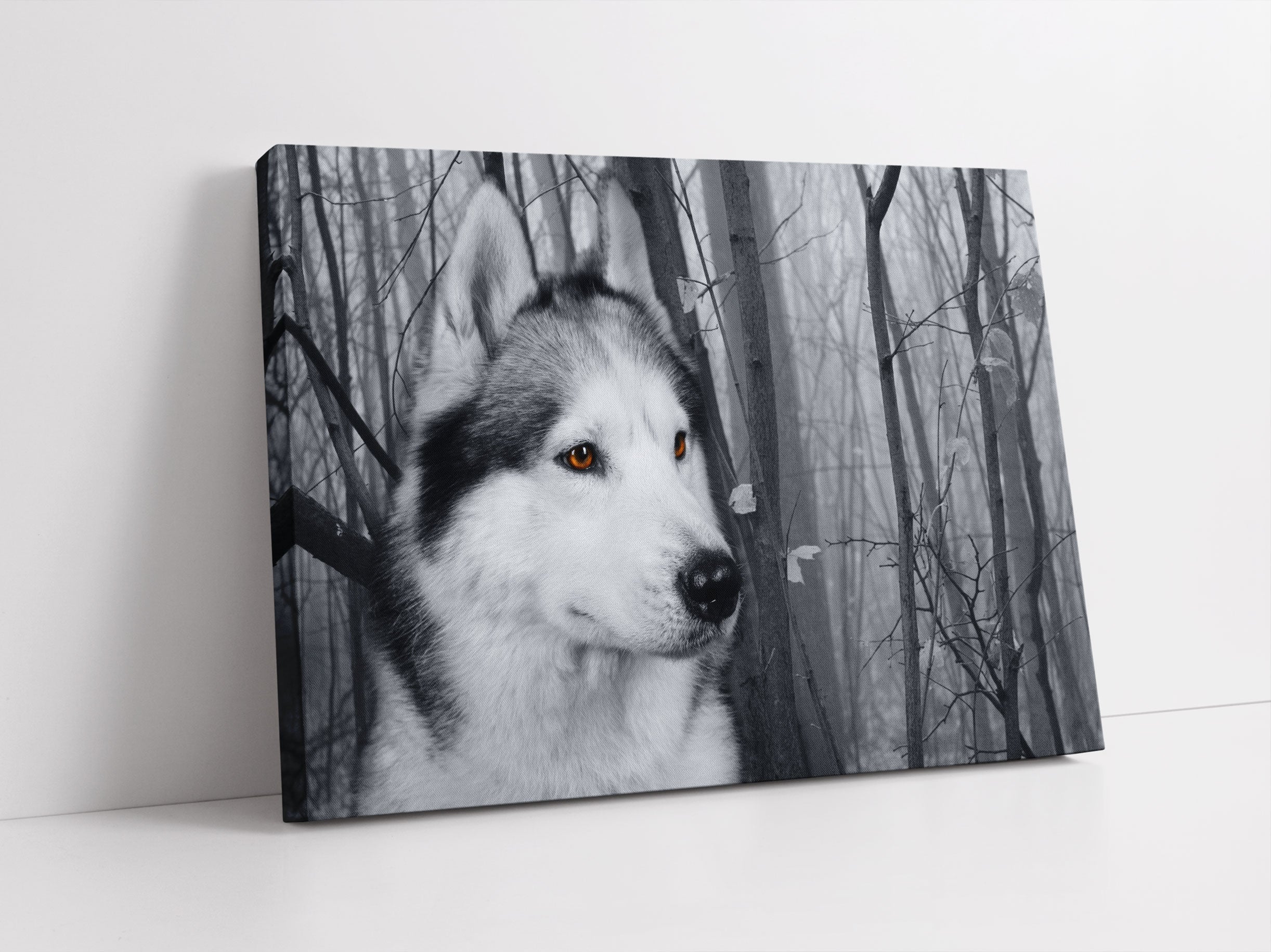 Wachsamer Husky Leinwandbild Studio