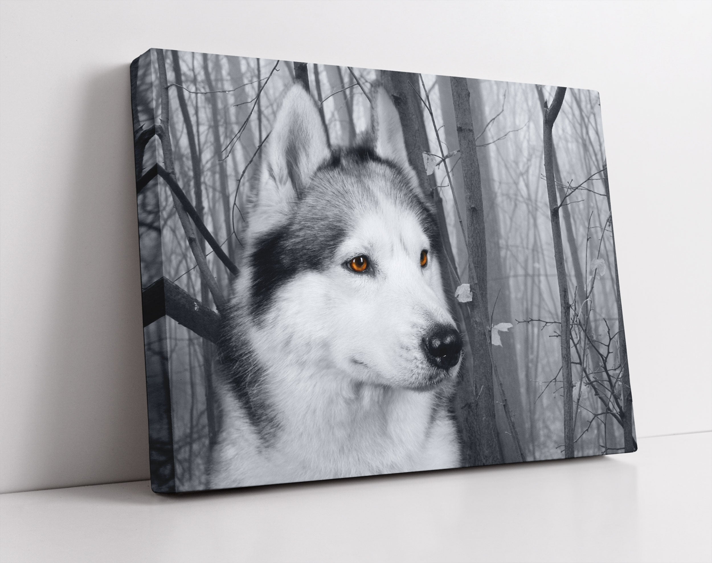 Wachsamer Husky - Leinwandbild