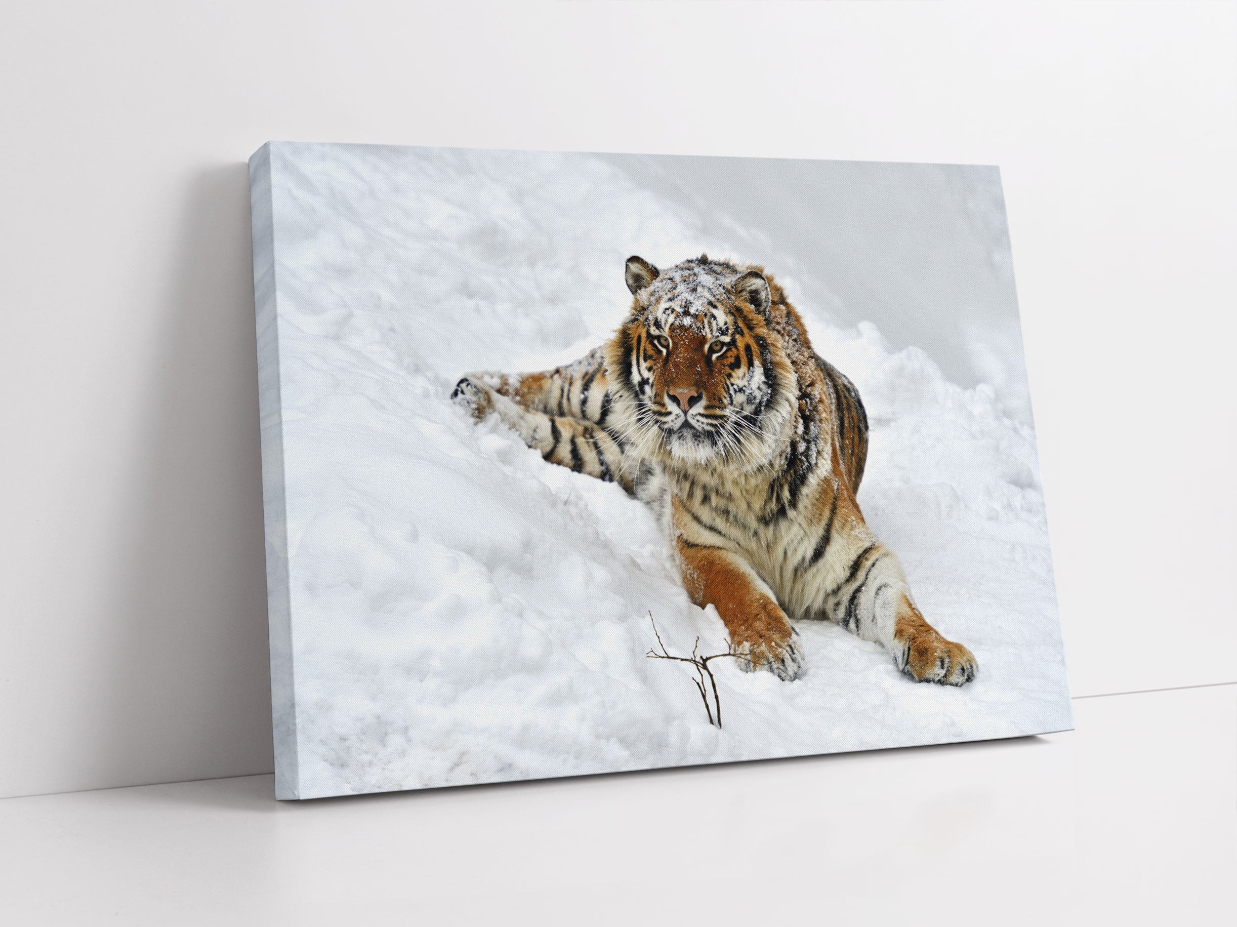 Amur Tiger im Schnee Leinwandbild Studio