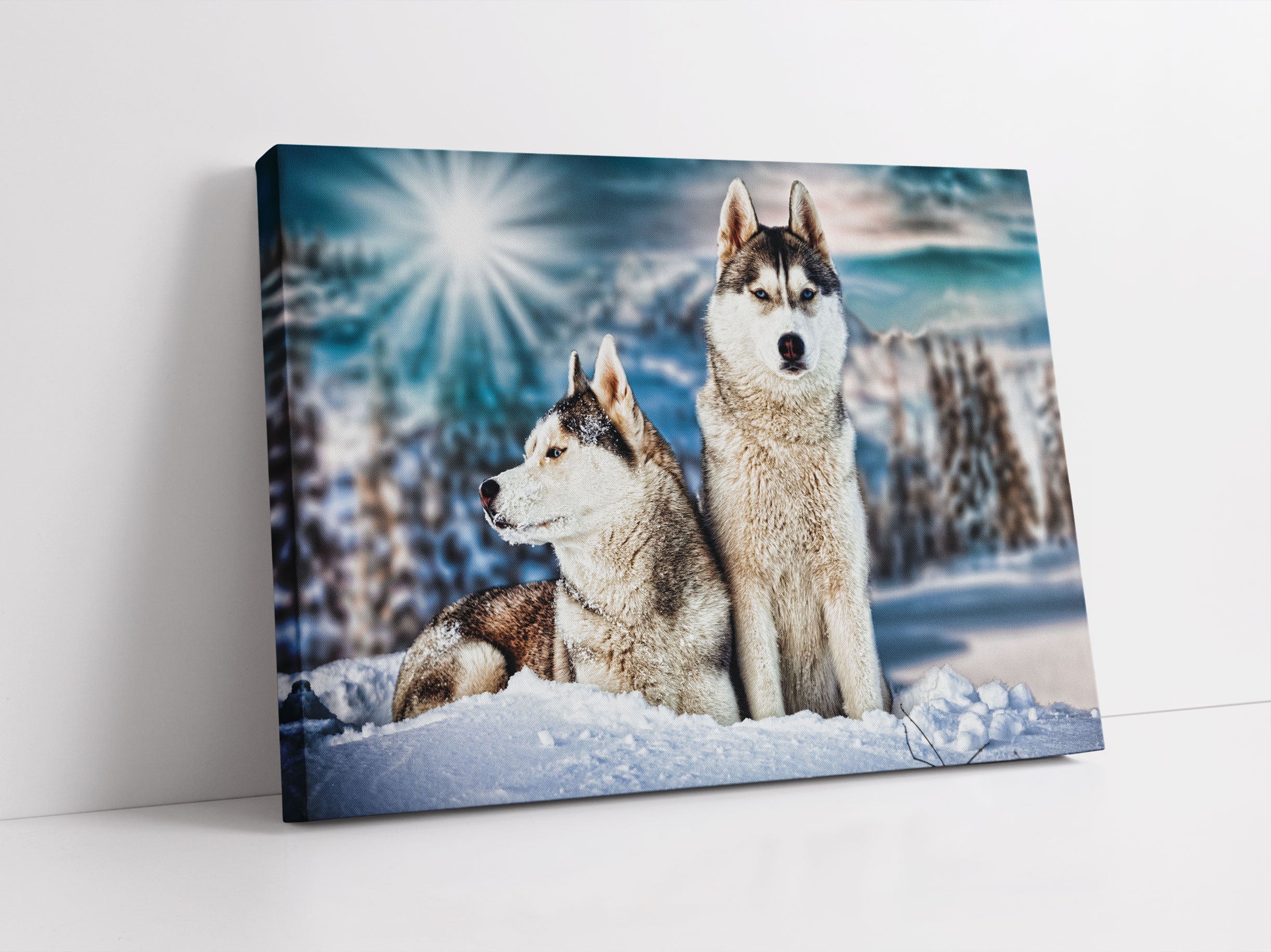 Zwei wilde Huskies Leinwandbild Studio