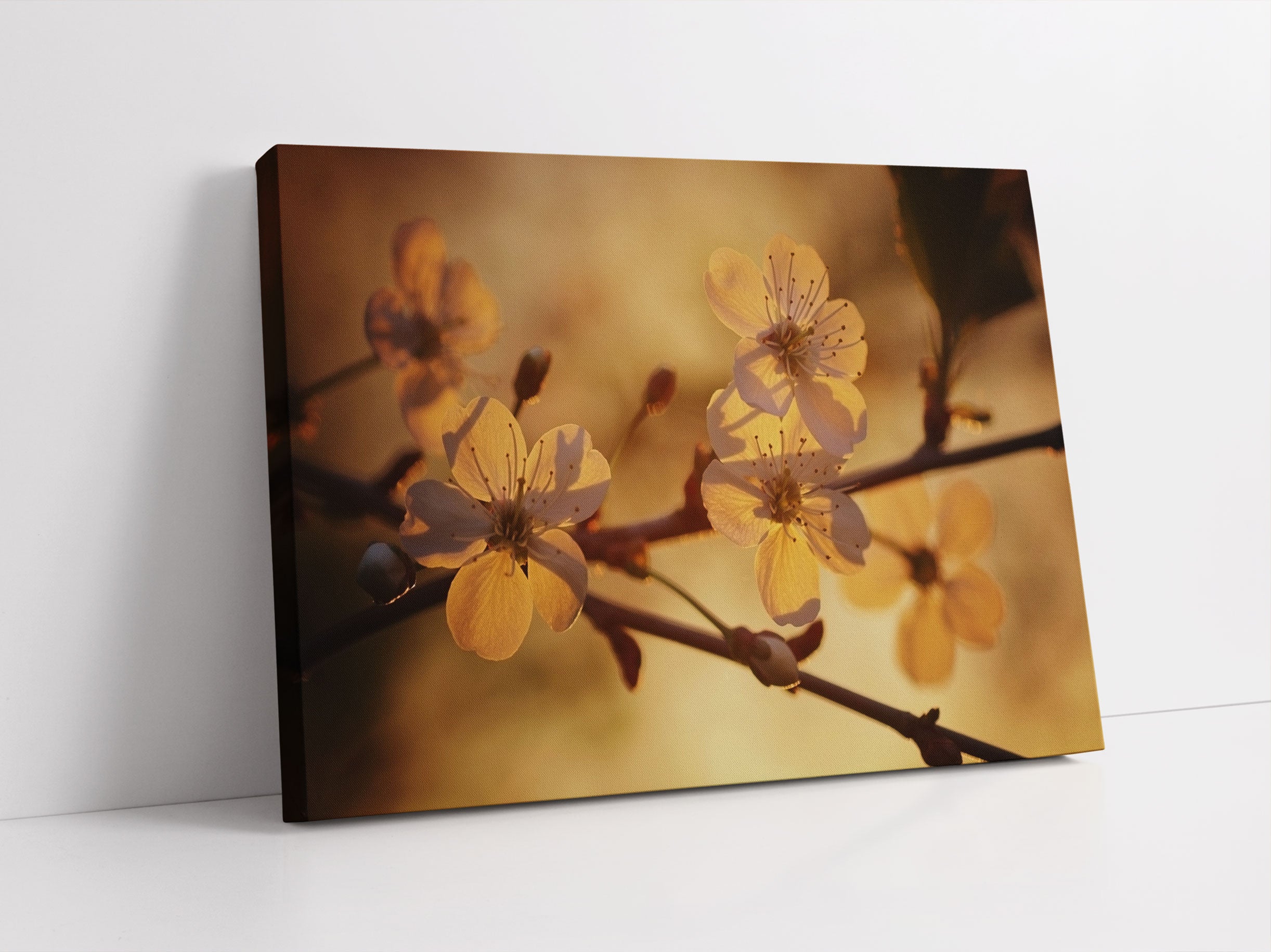 Weiße Blüten im Sonnenlicht Leinwandbild Studio