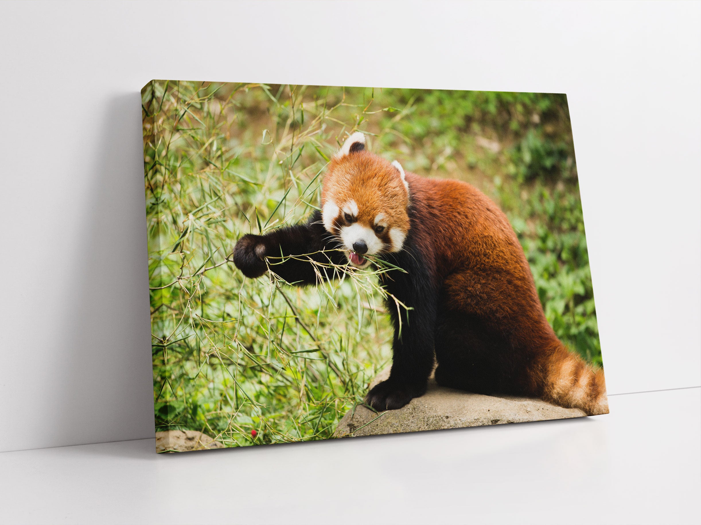 Niedlicher roter Panda Leinwandbild Studio