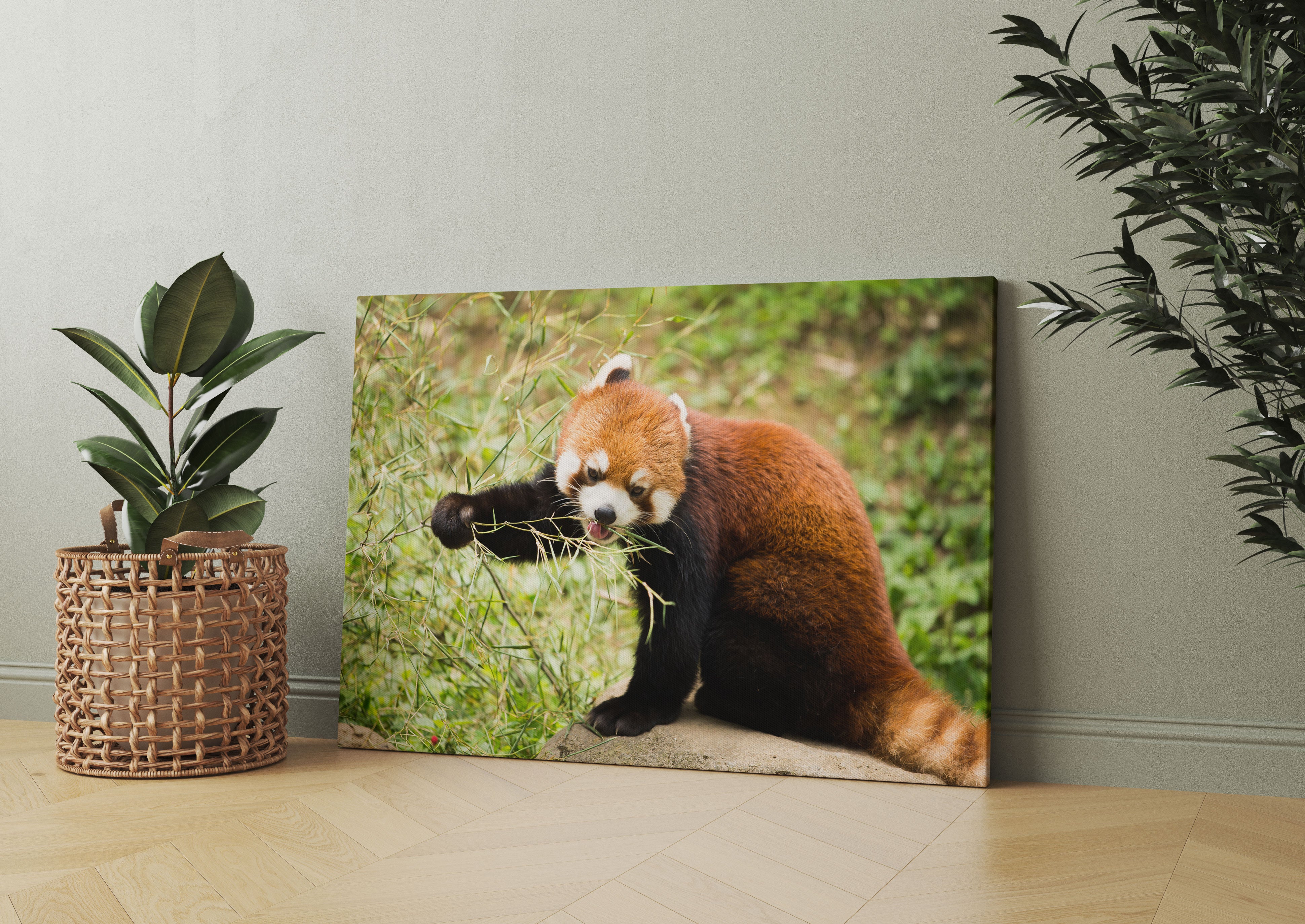 Niedlicher roter Panda Leinwandbild Wohnzimmer