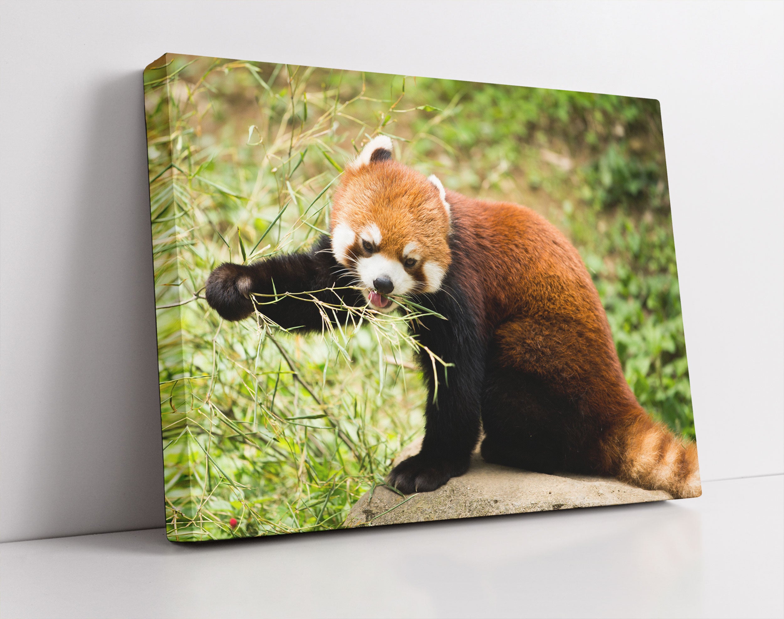 Niedlicher roter Panda - Leinwandbild