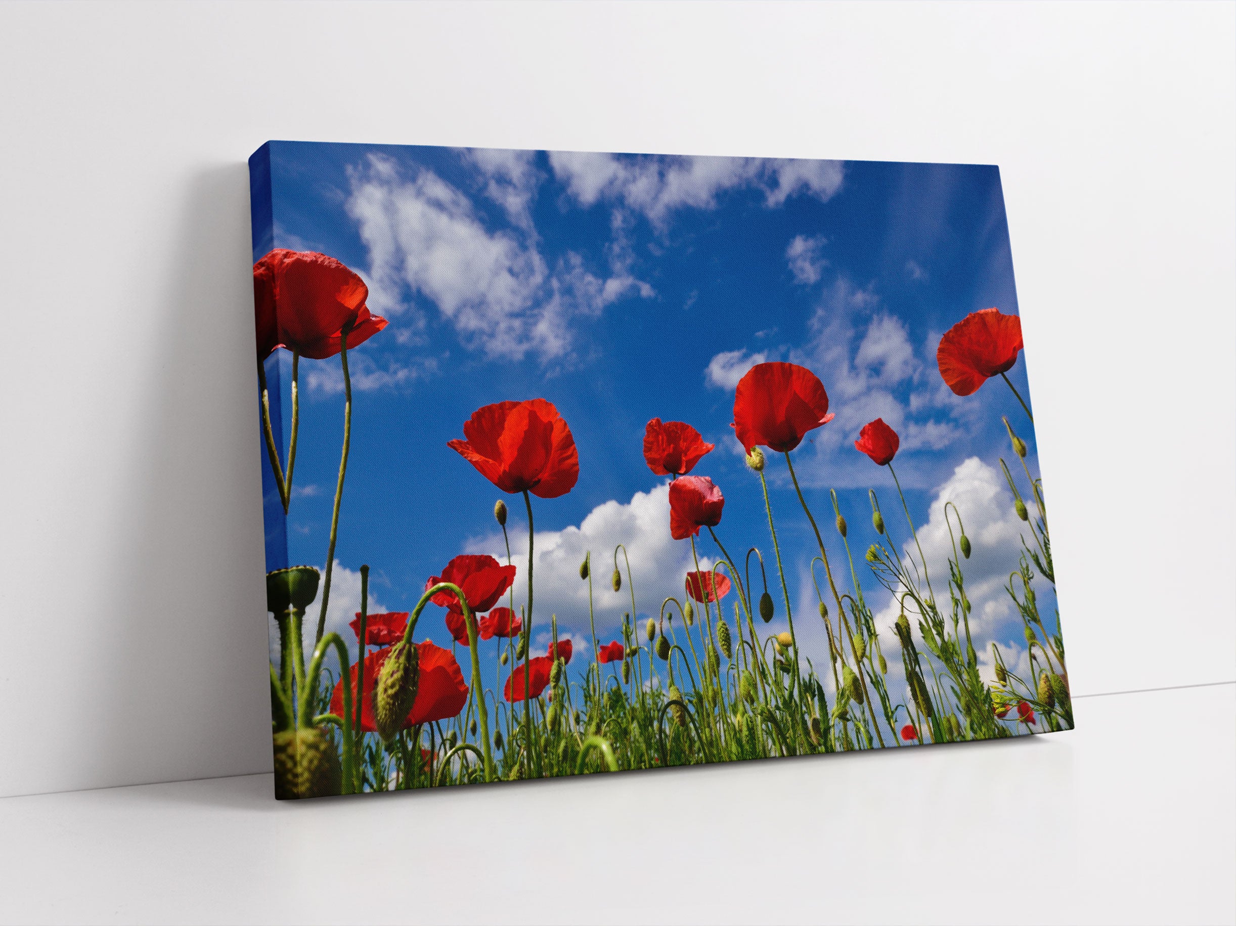 Wiese mit Blumen Leinwandbild Studio