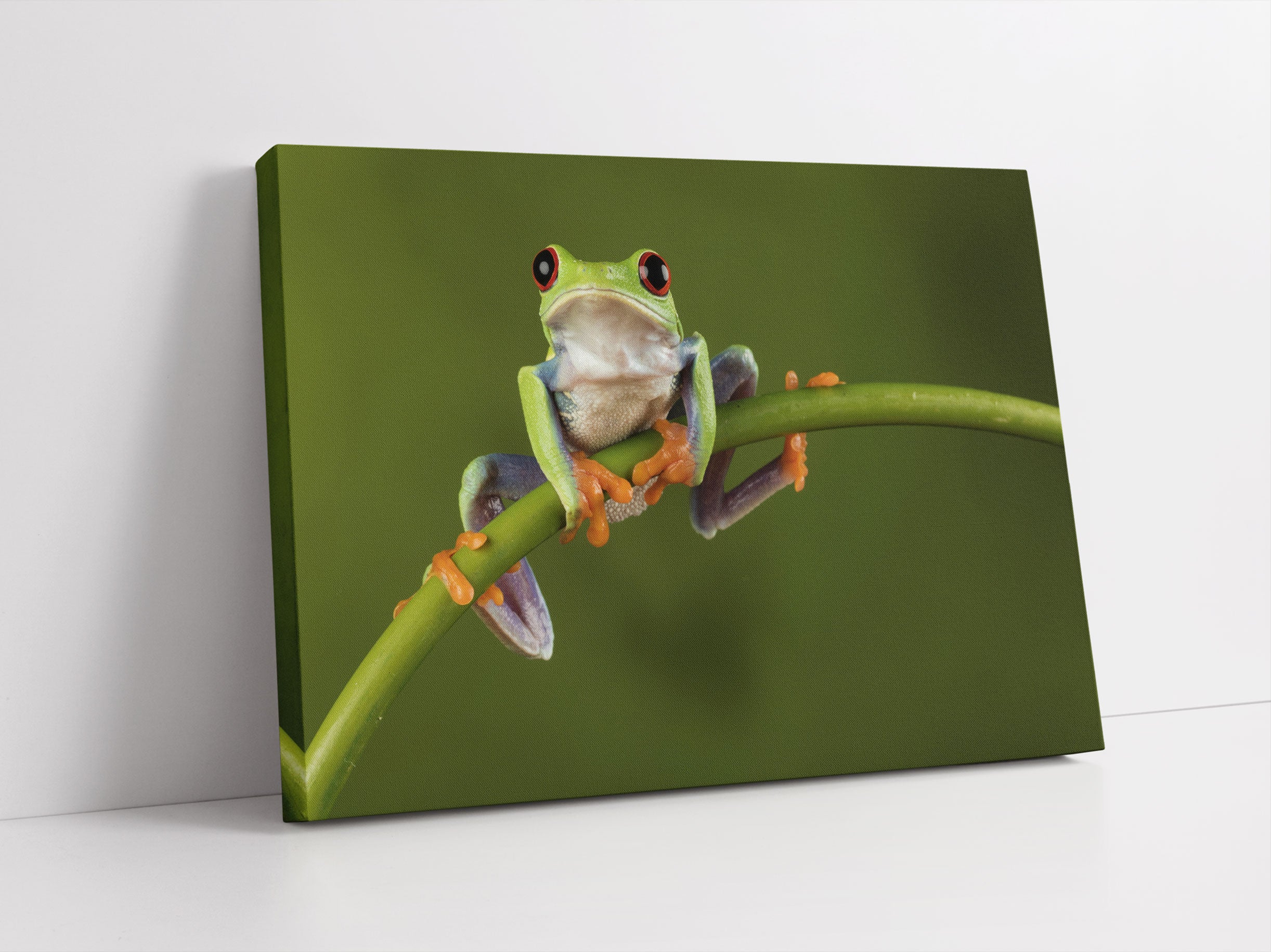 Baum-Frosch auf Bambus Leinwandbild Studio