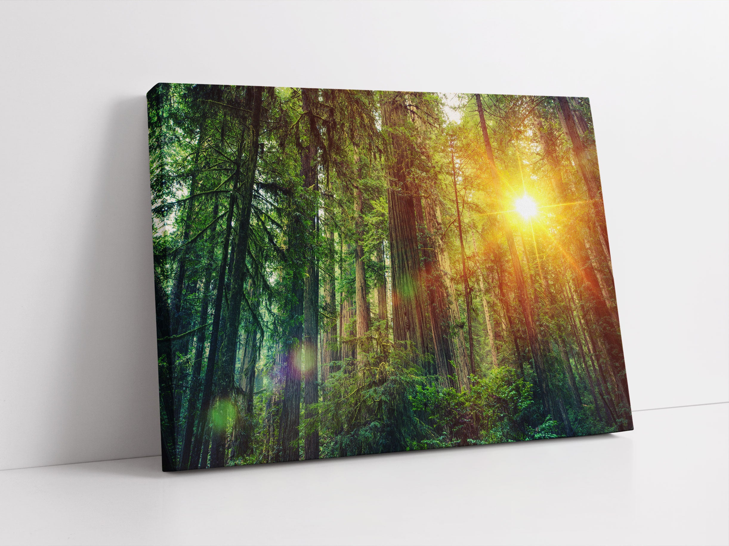 Wald bei Sonnenlicht Leinwandbild Studio