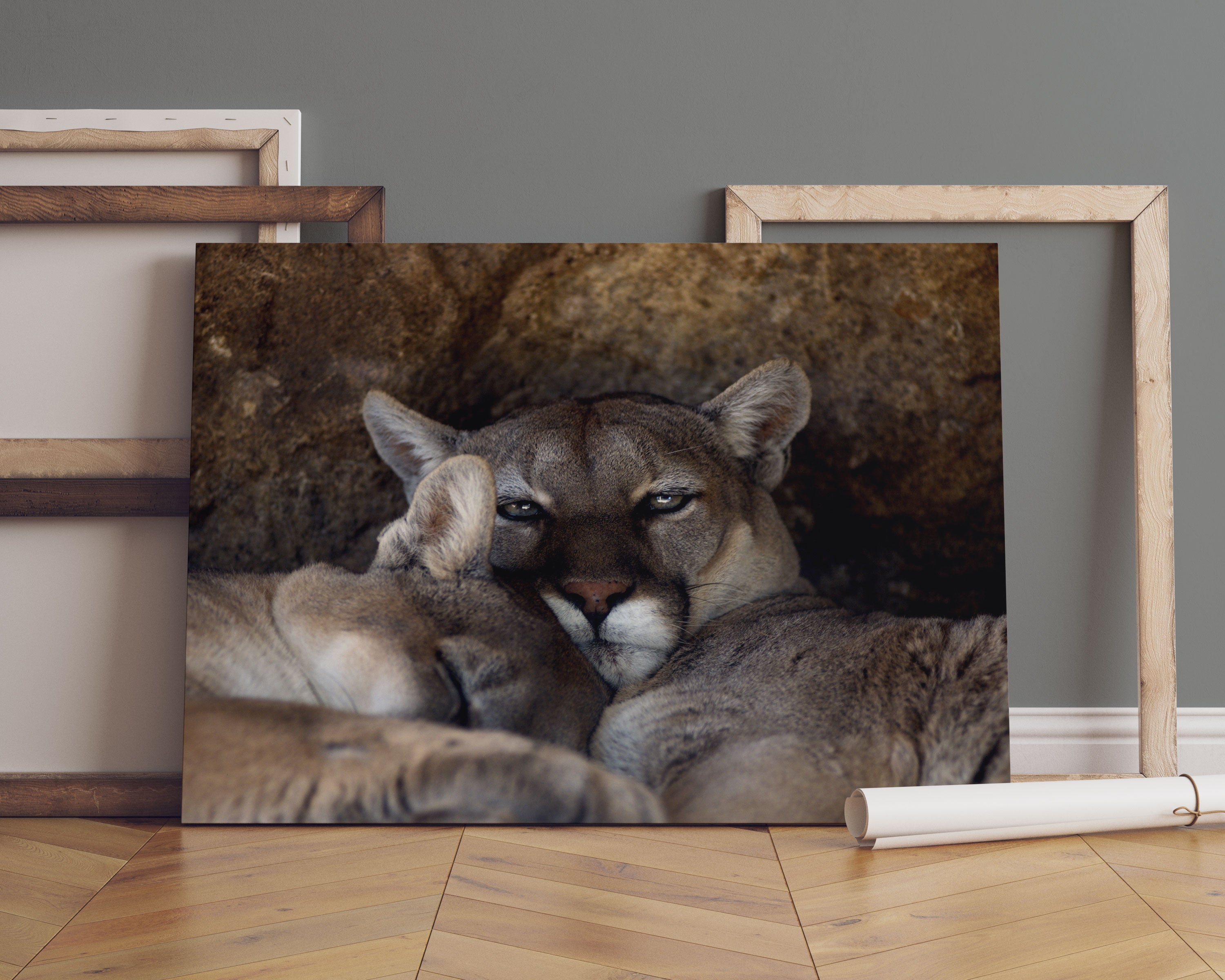 verschlafenes Puma Paar Leinwandbild Sofa