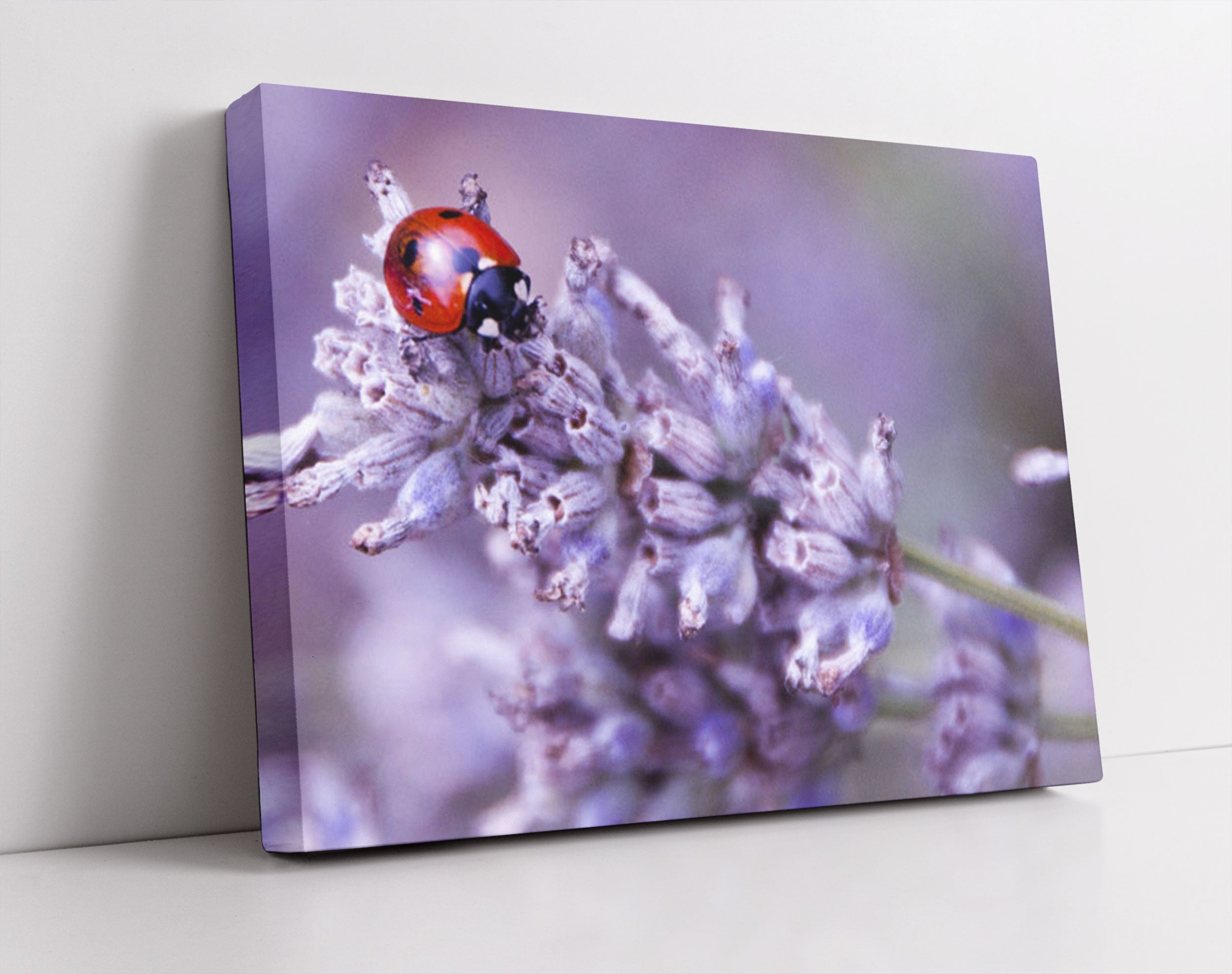 kleiner Marienkäfer auf Lavendel - Leinwandbild