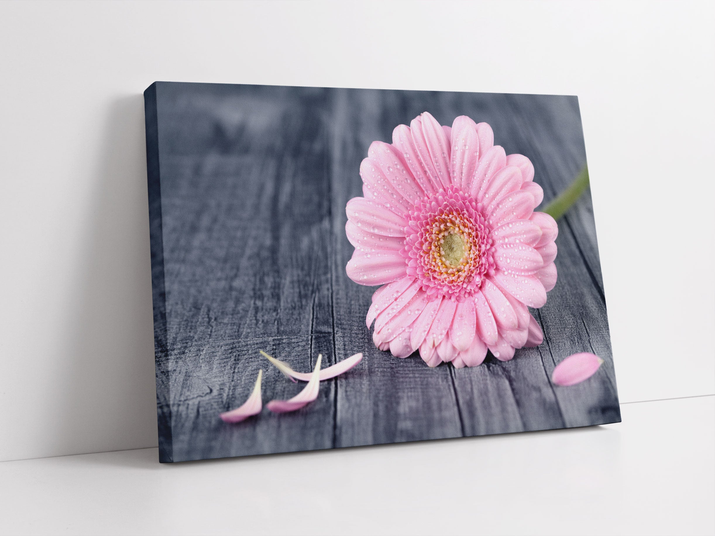 pinke Gerbera auf rustikalem Boden Leinwandbild Studio