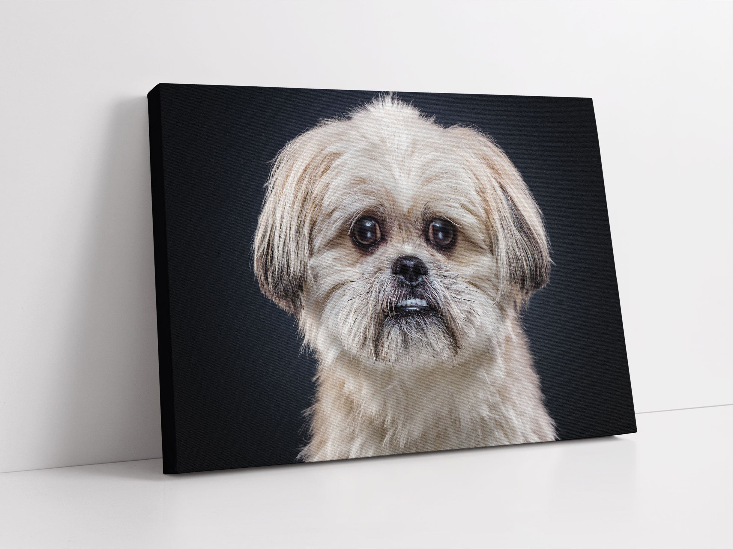 lustiger kleiner Hund Leinwandbild Studio