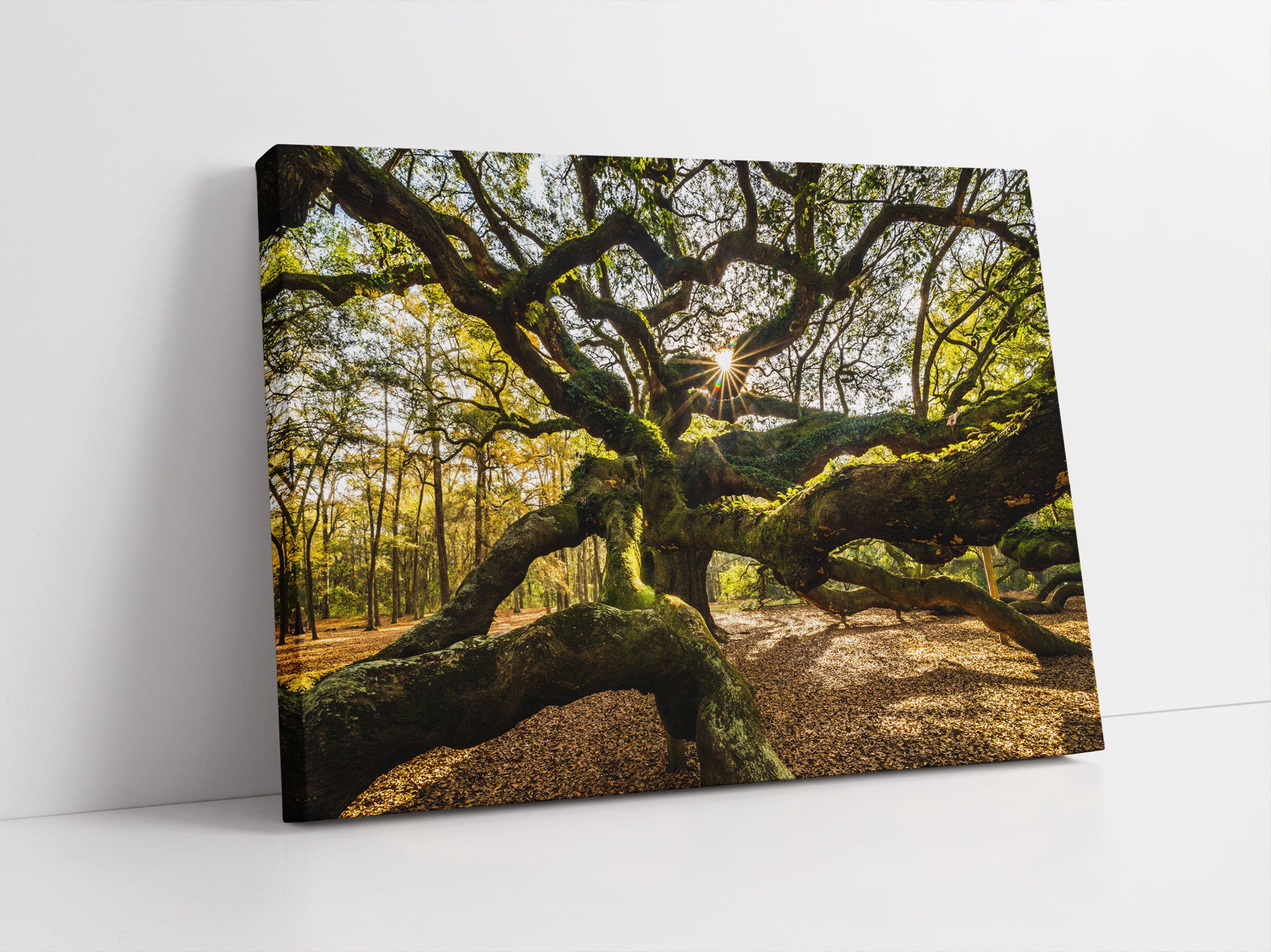 gigantisch verzweigter Baum Leinwandbild Studio