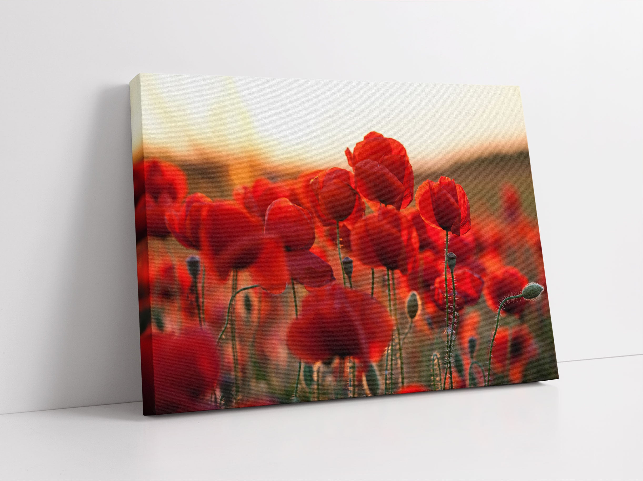 Feuriger Mohn Leinwandbild Studio