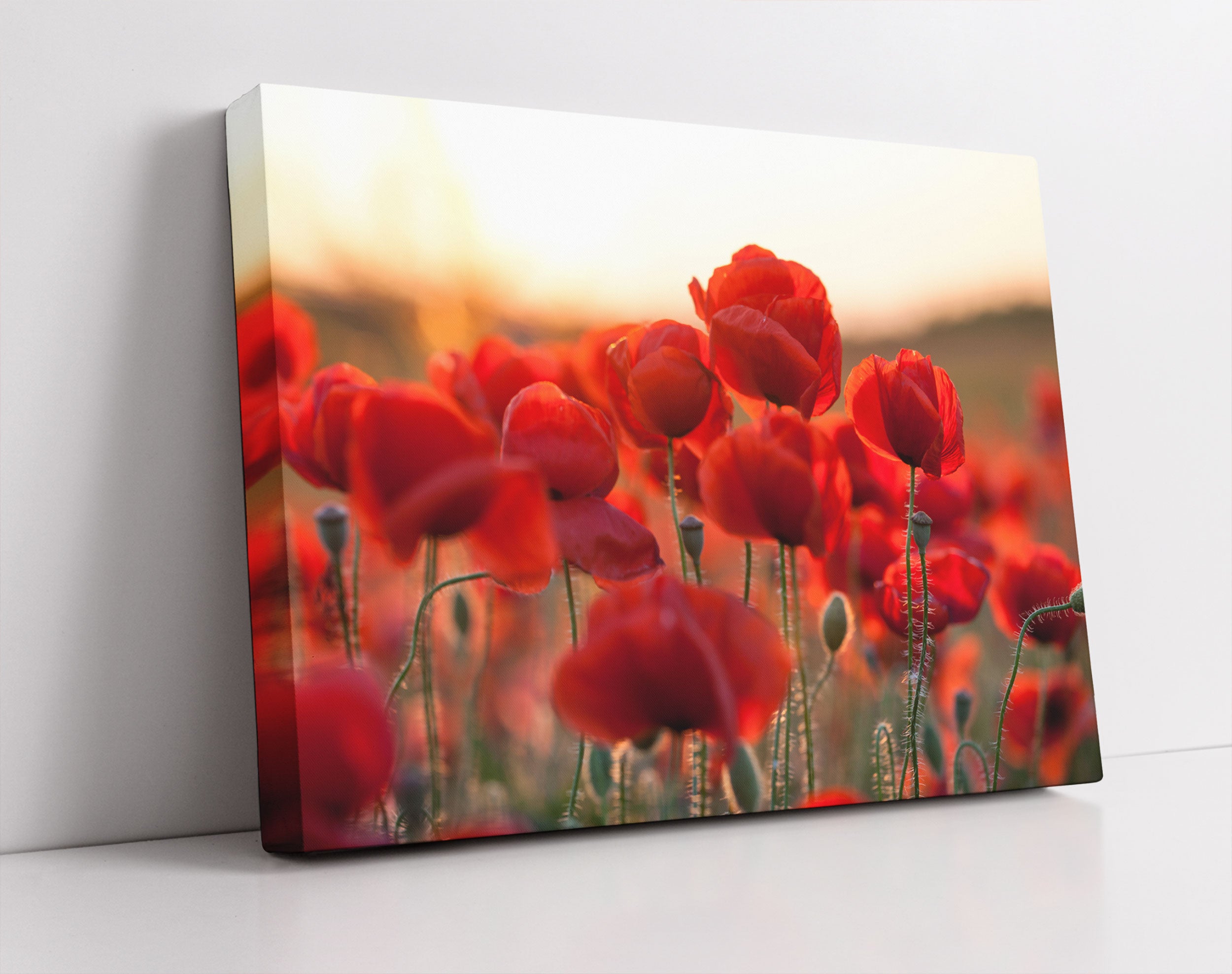 Feuriger Mohn - Leinwandbild