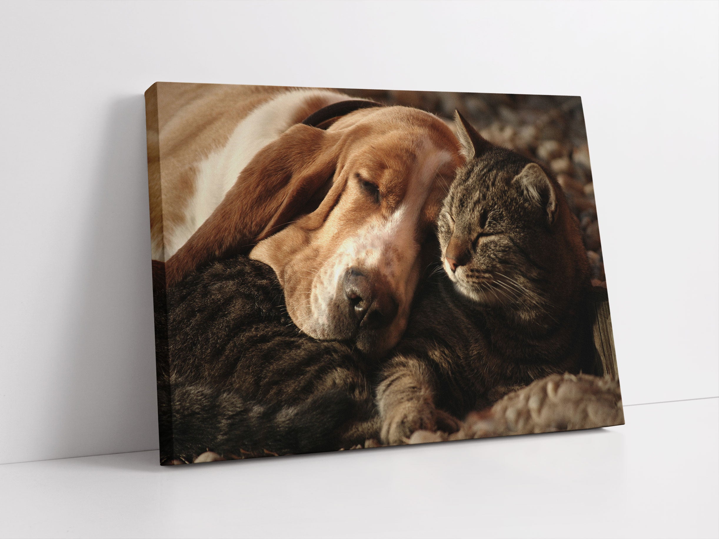 Katze und Hund kuschelnd Leinwandbild Studio