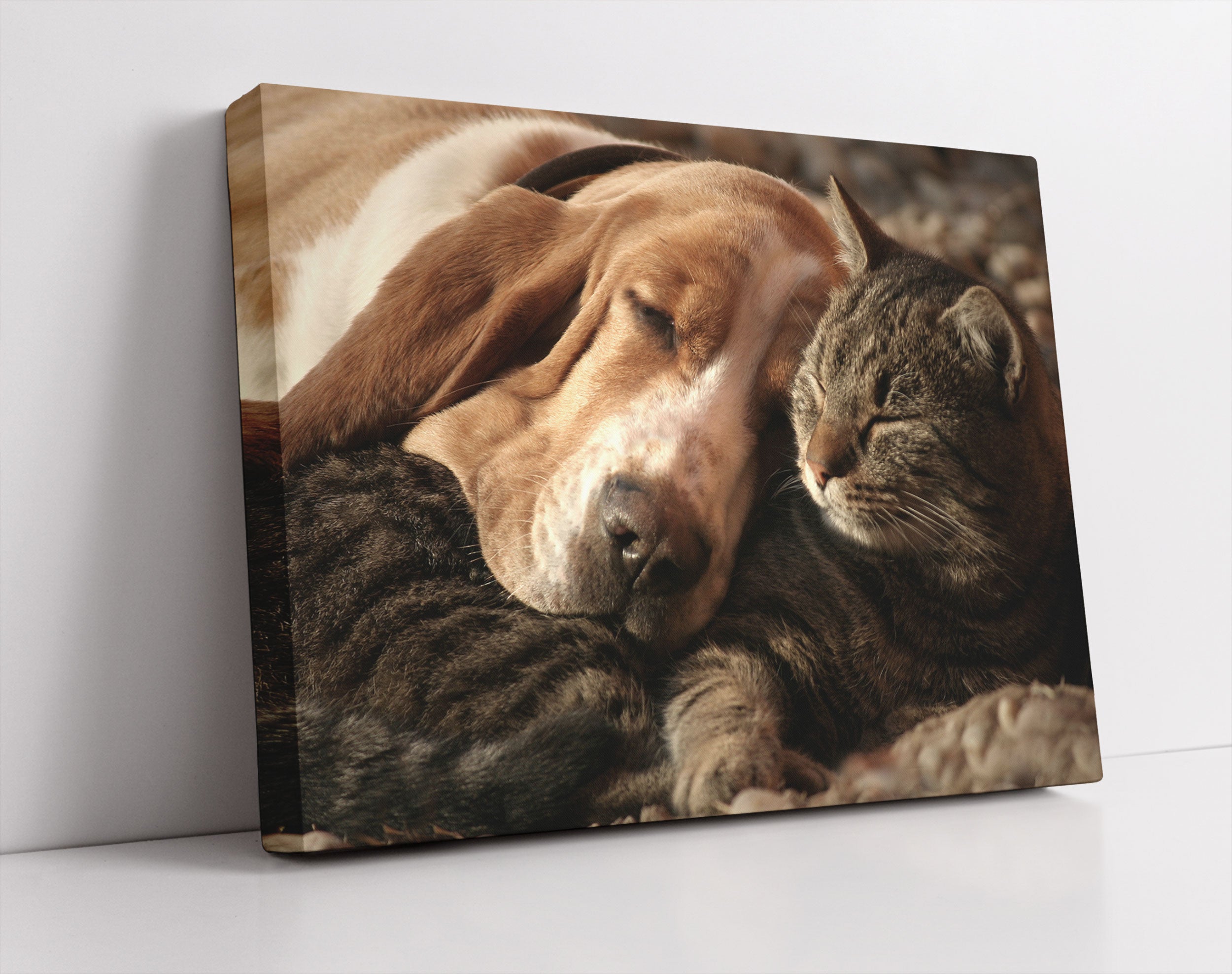 Katze und Hund kuschelnd - Leinwandbild