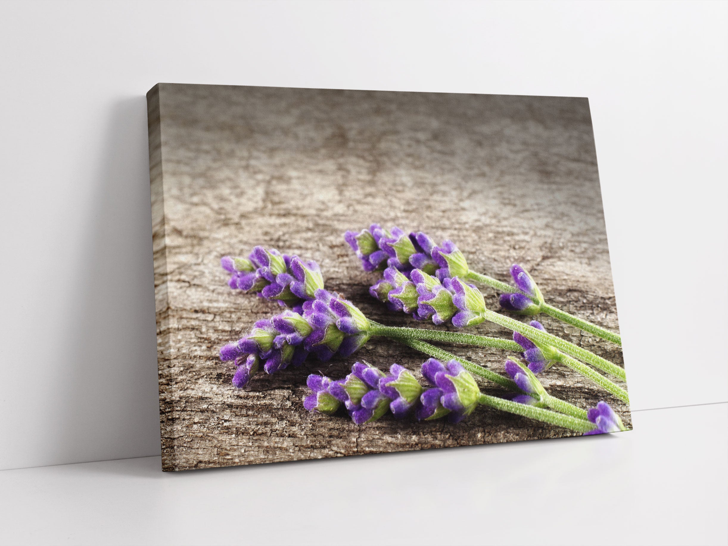 Liegender frischer Lavendel Leinwandbild Studio