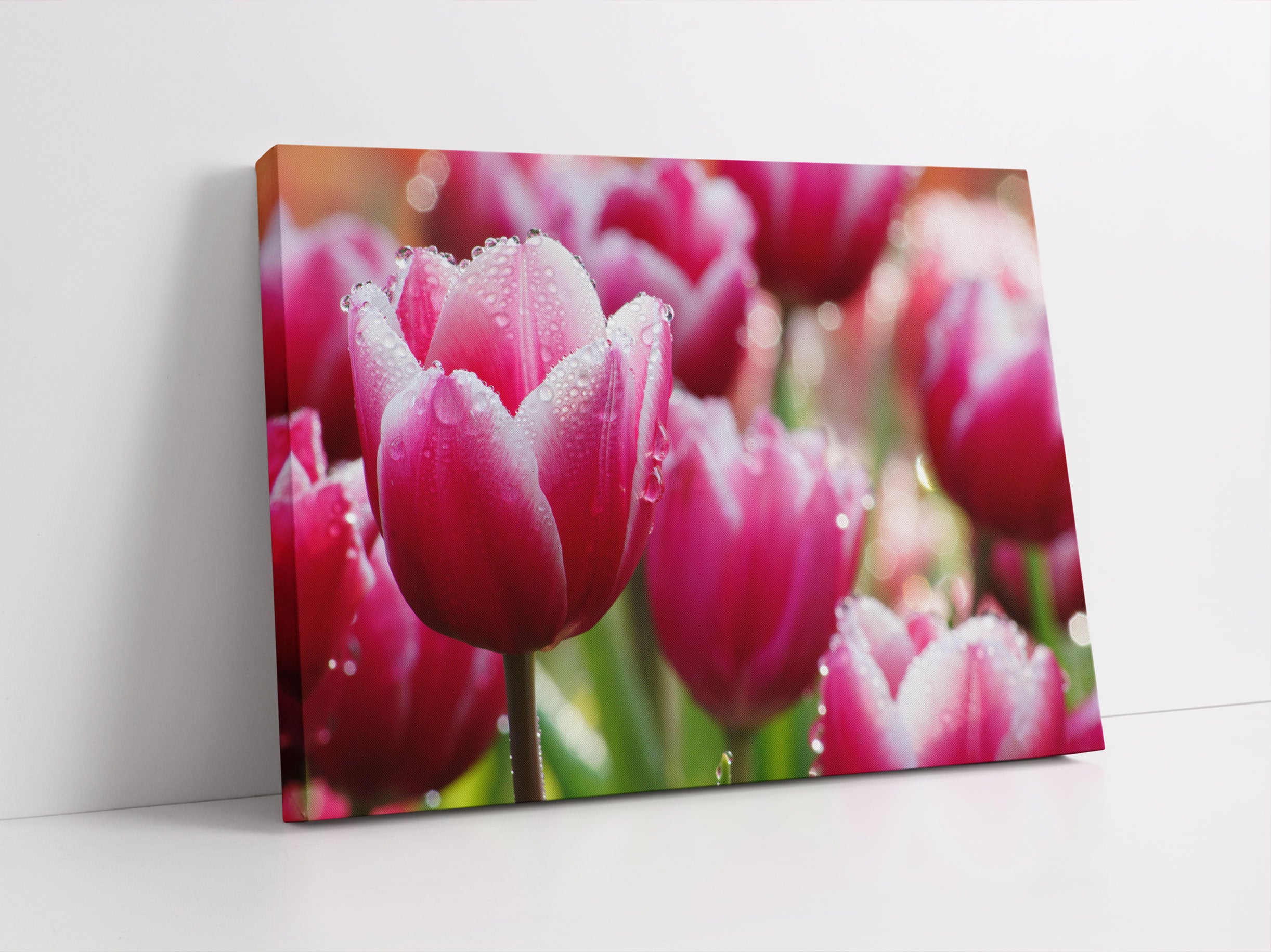 Tulpen mit Morgentau Leinwandbild Studio