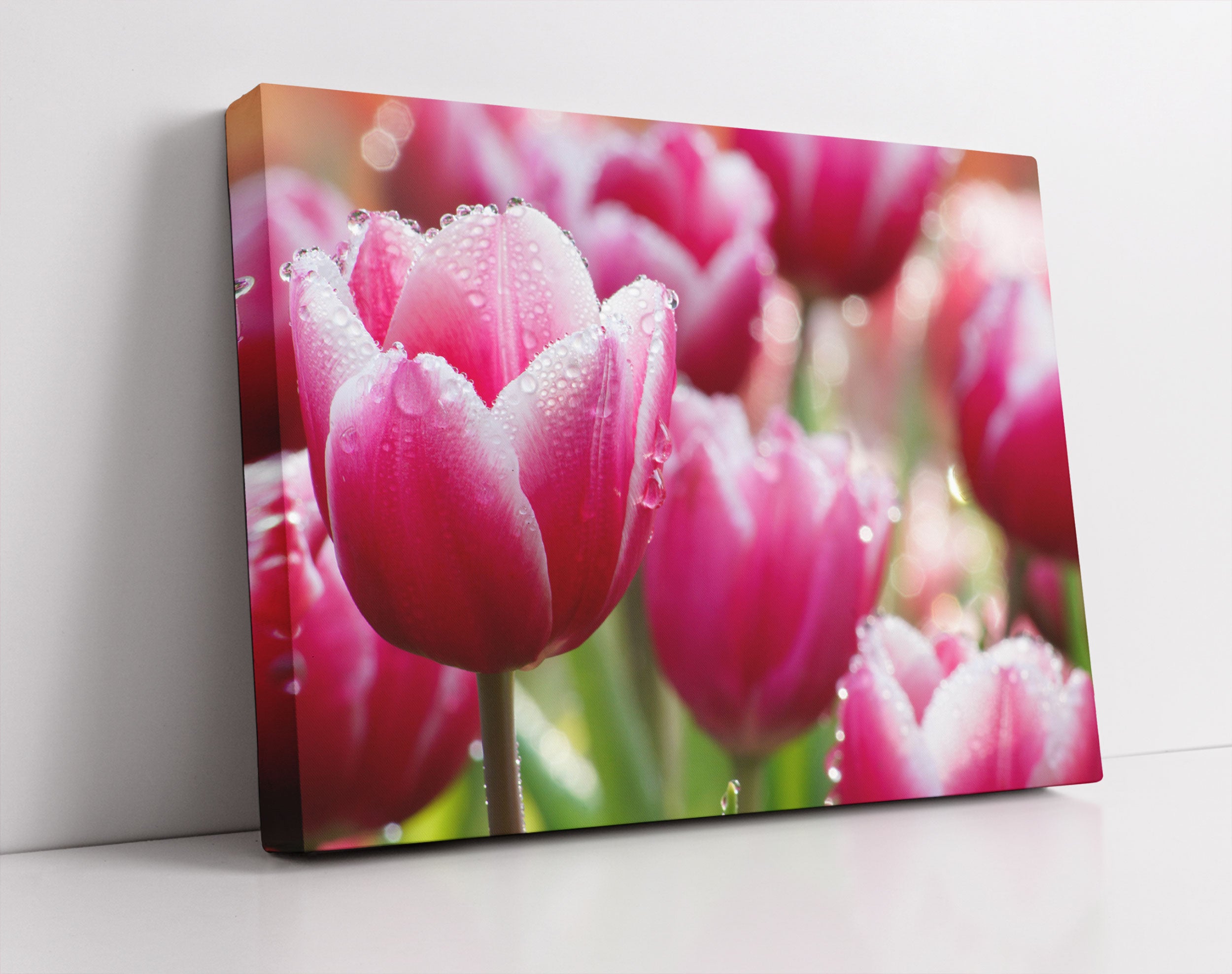 Tulpen mit Morgentau - Leinwandbild