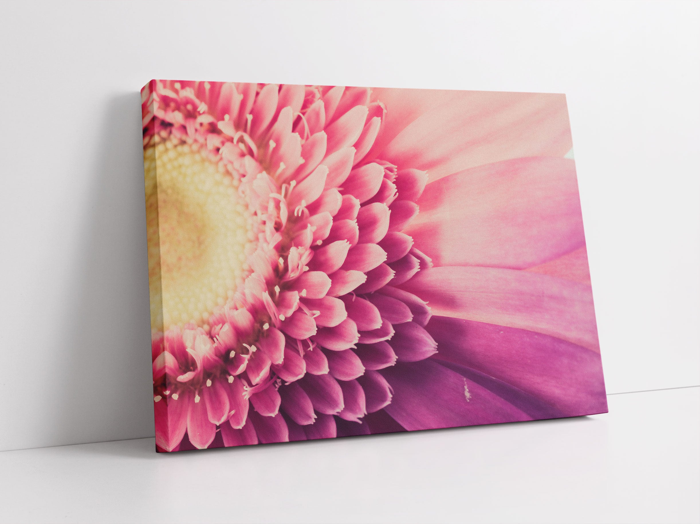 Wunderschöne Gerbera Blüte Leinwandbild Studio