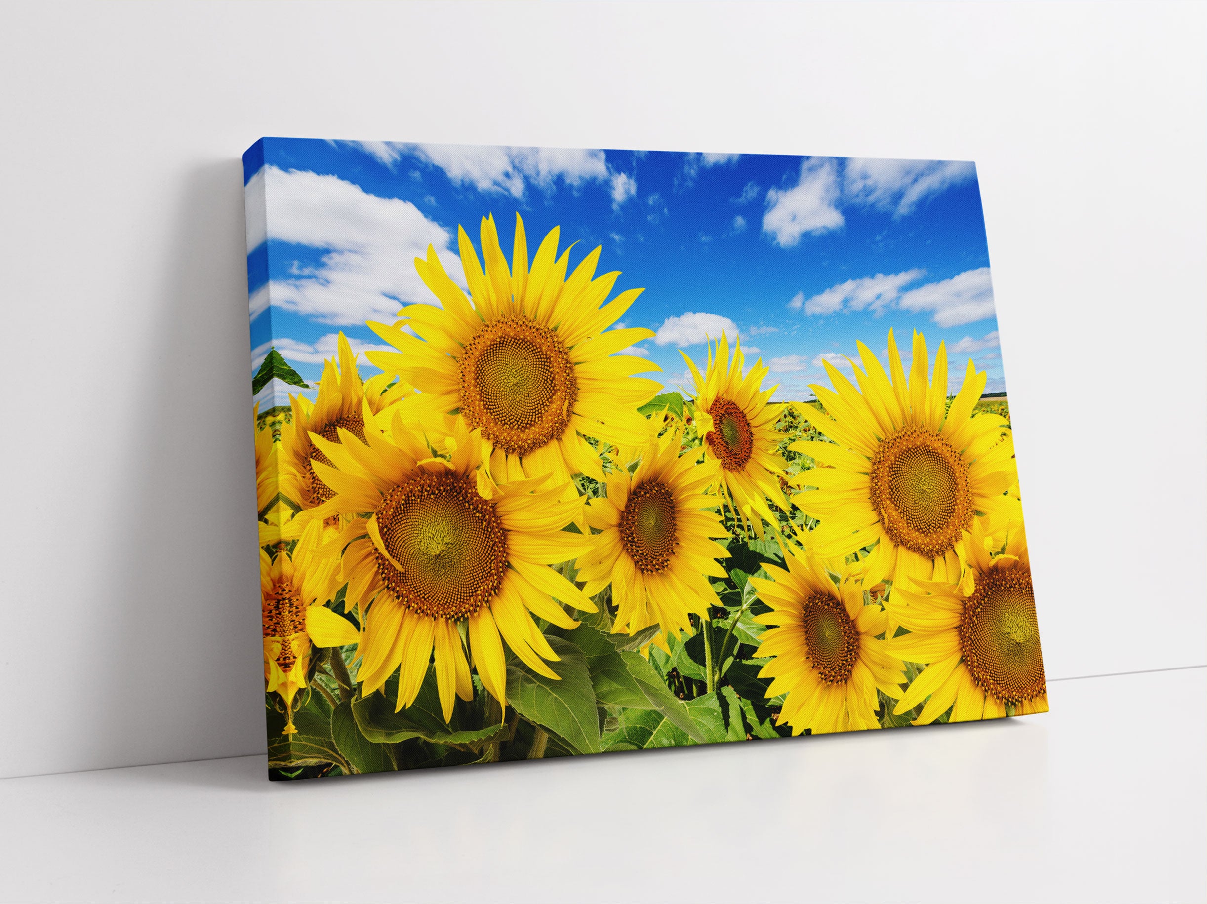 Sonnenblumenwiese unter Himmel Leinwandbild Studio