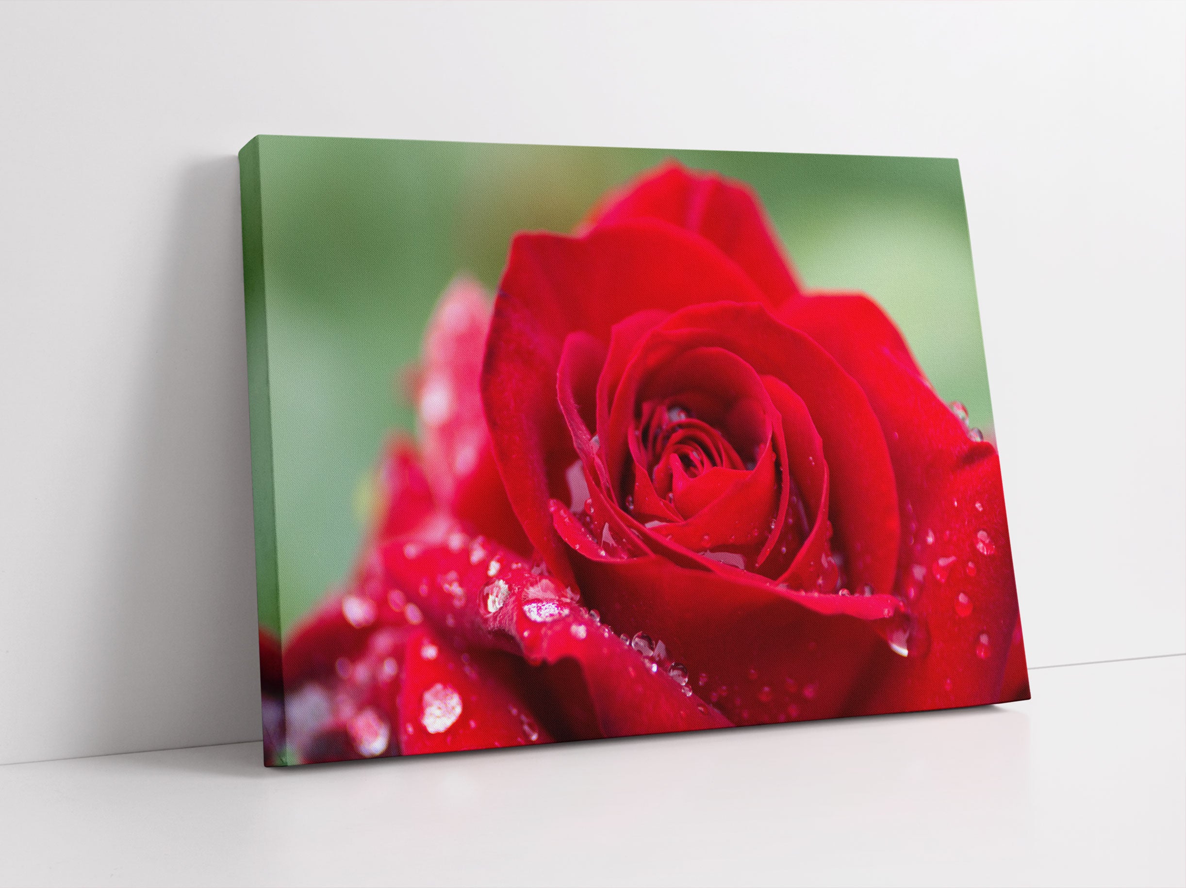 Rose mit Wassertropfen Leinwandbild Studio