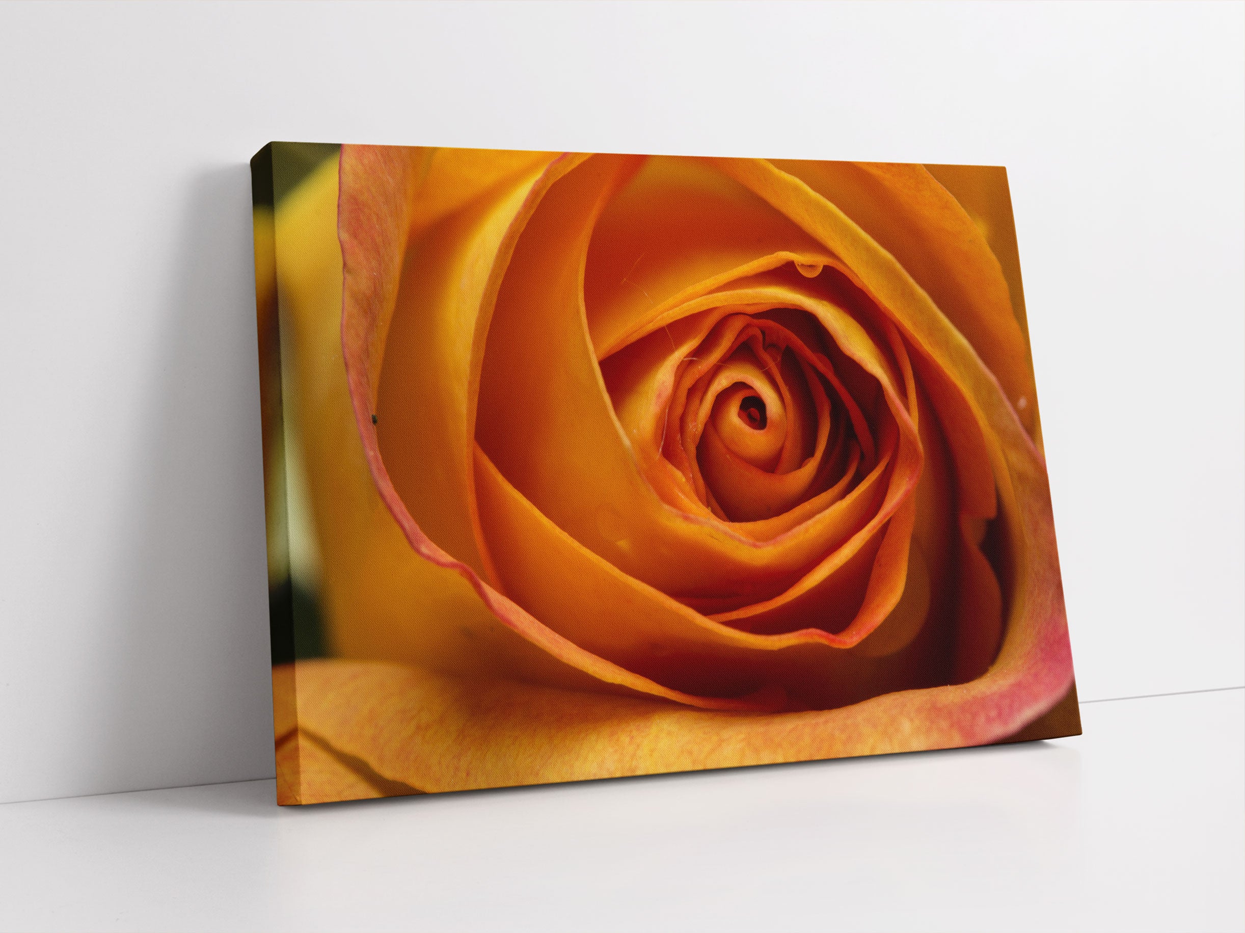 Anmutige gelbe geschlossene Rose Leinwandbild Studio