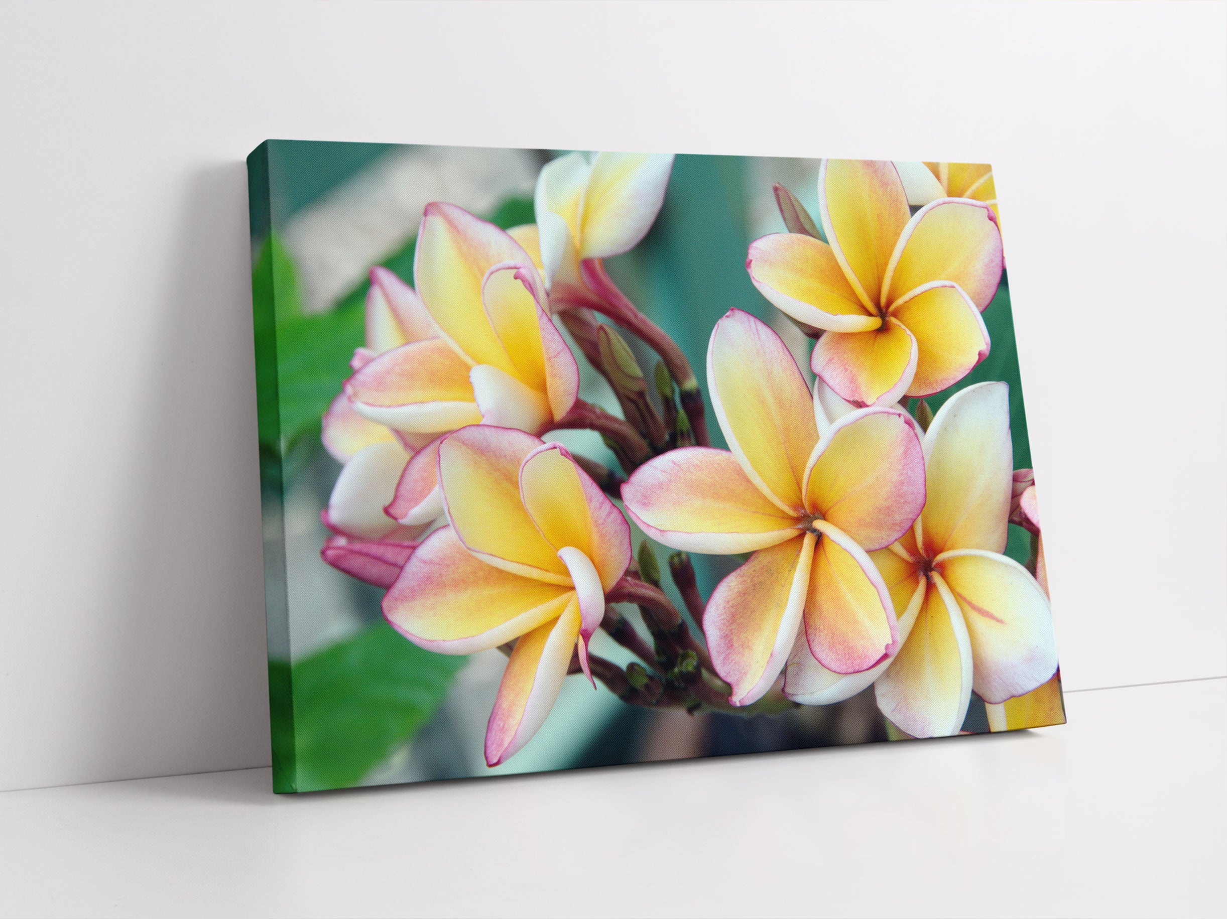 Monoi Blüten auf Hawaii Leinwandbild Studio