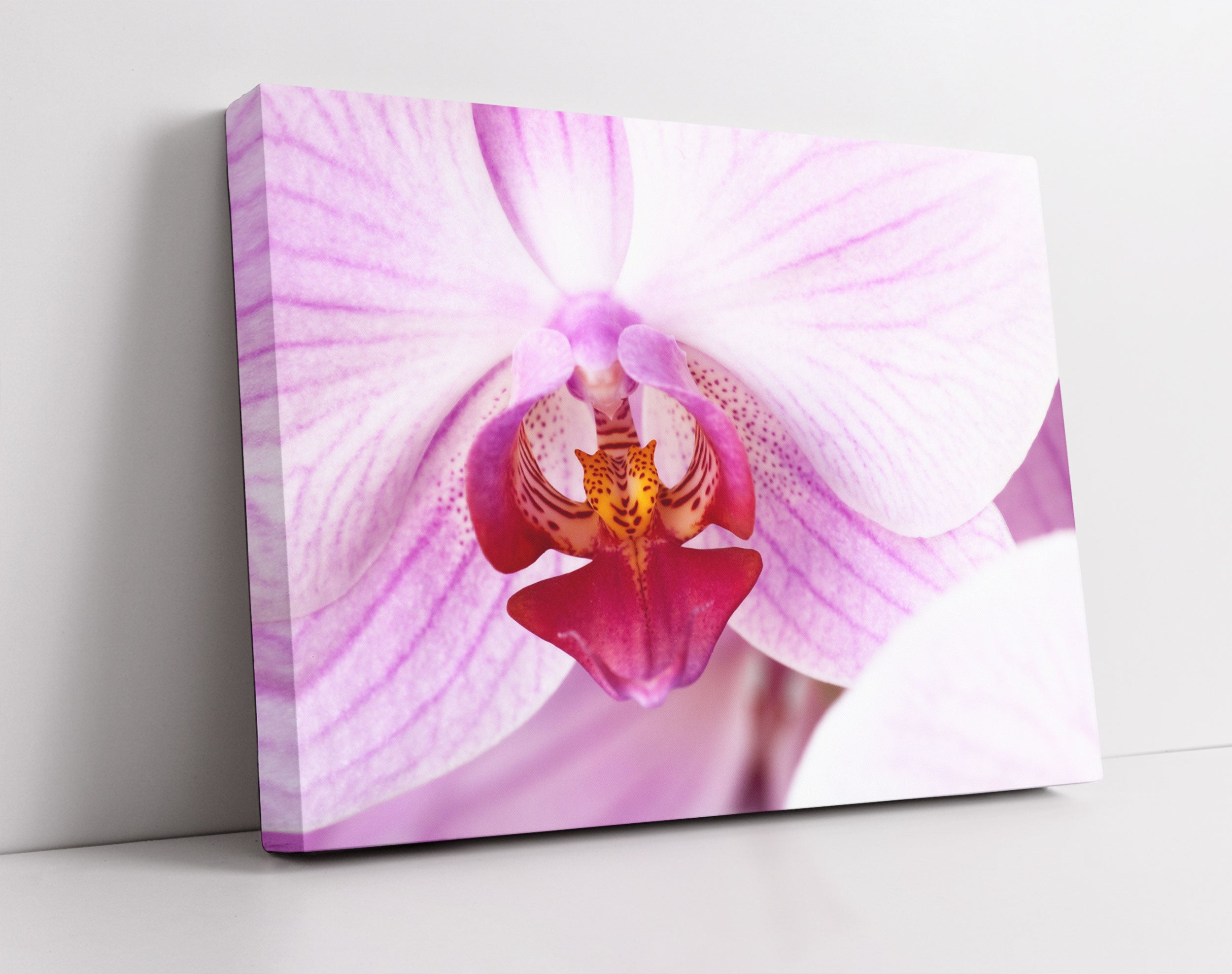 Prächtige Rosa Orchidee - Leinwandbild