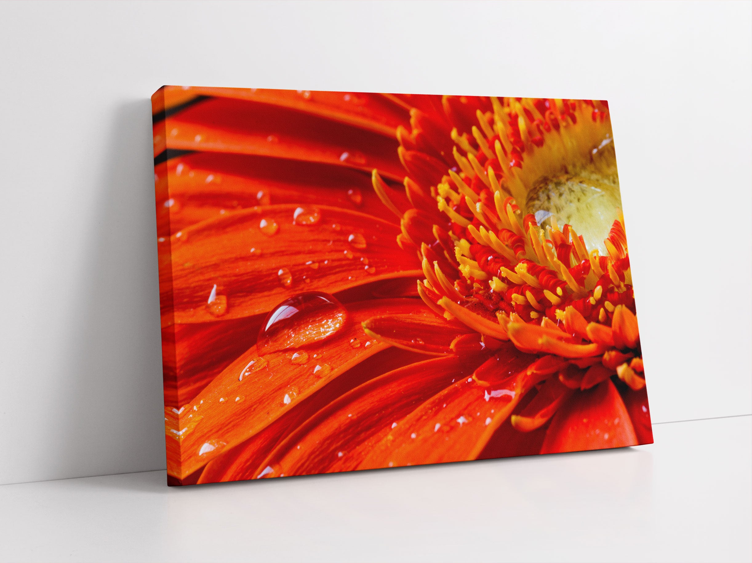 Gerbera mit Wassertropfen Leinwandbild Studio