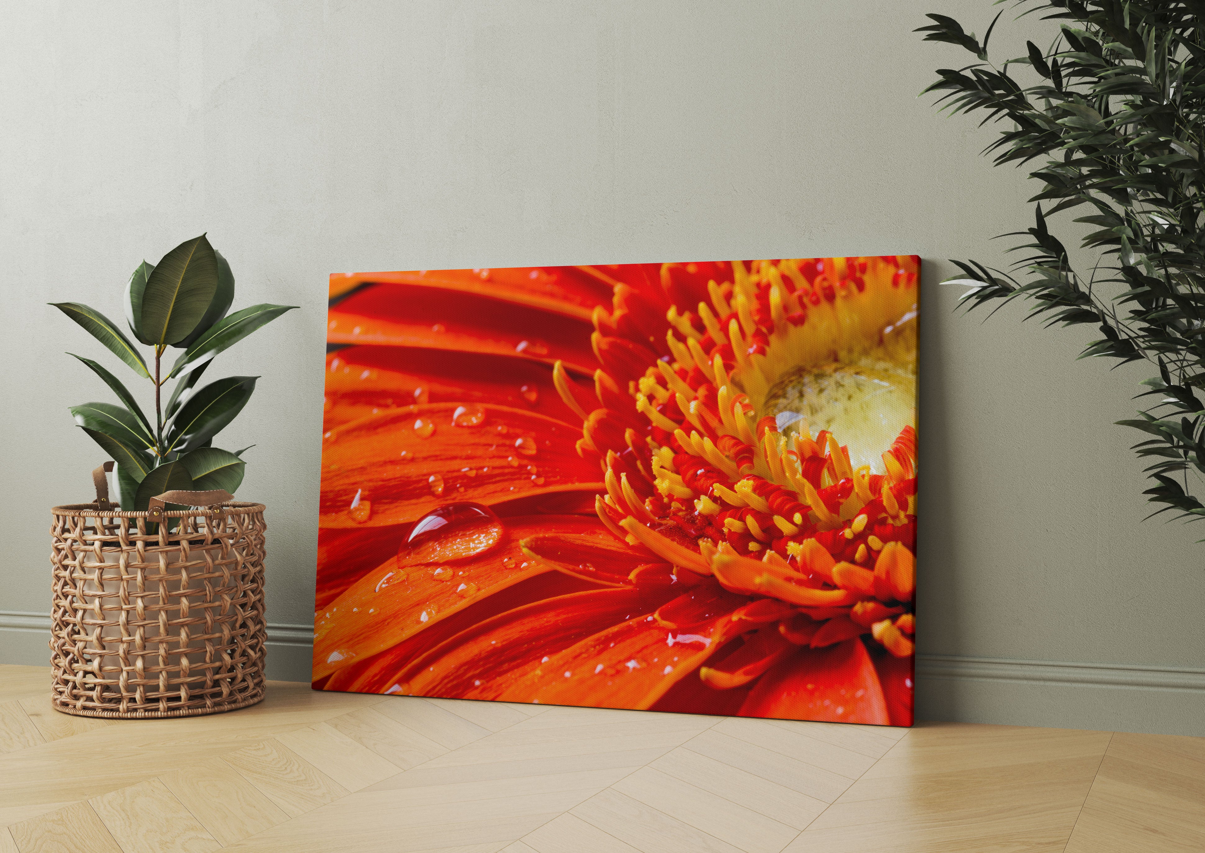 Gerbera mit Wassertropfen Leinwandbild Wohnzimmer