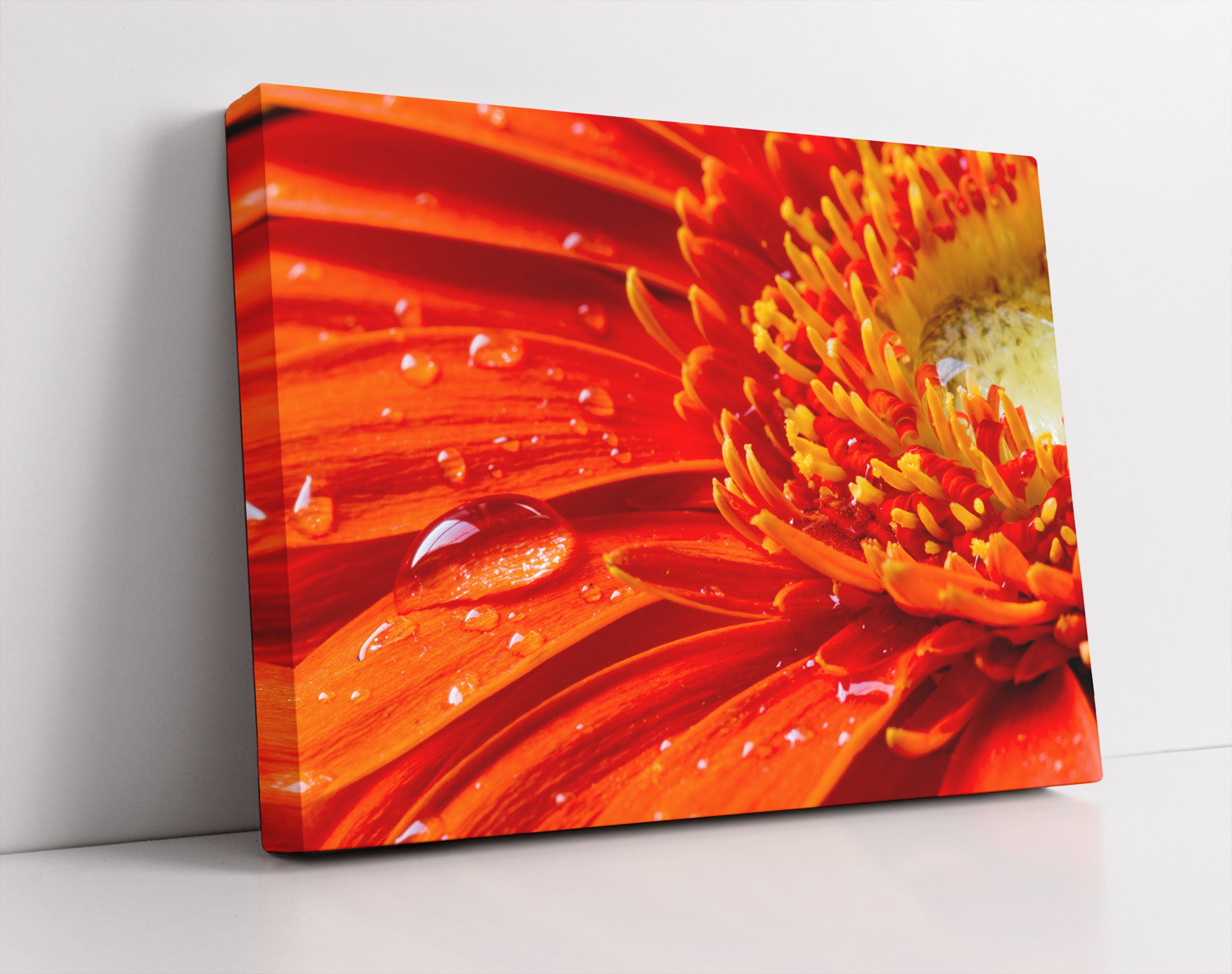 Gerbera mit Wassertropfen - Leinwandbild