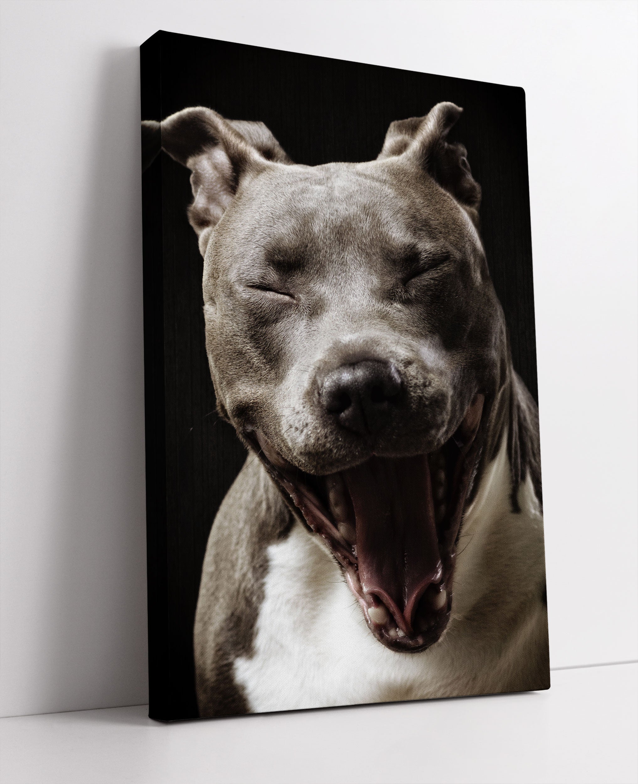 Lachender Pitbull Leinwandbild Studio