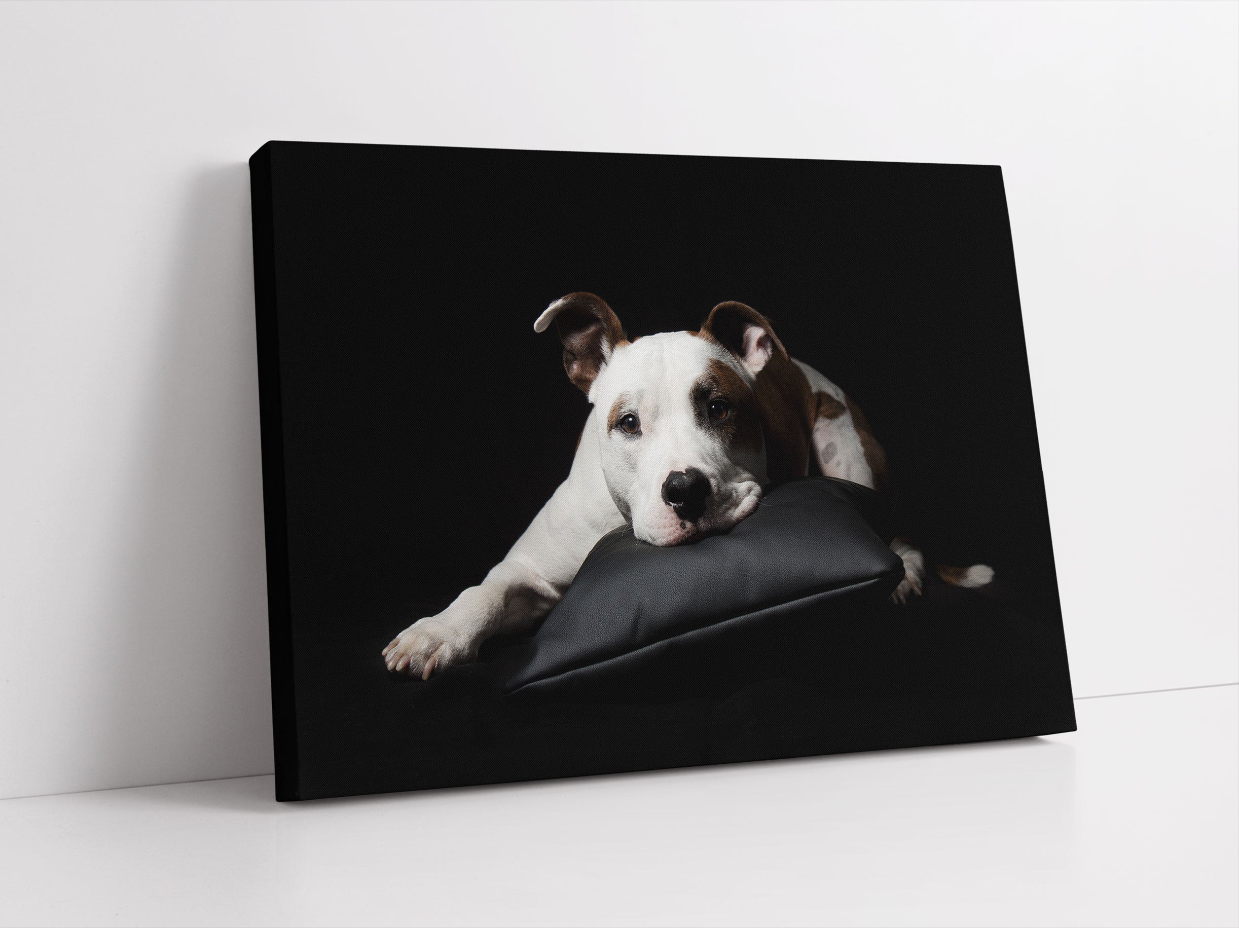 Dark Süßer American Staffordshire Leinwandbild Studio